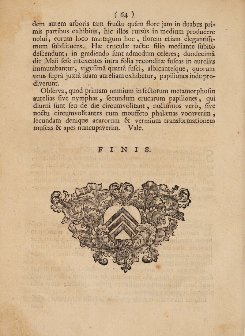( 64 ) dem autem arboris tam fru&u quam flore jam in duabus pri¬ mis partibus exhibitis, hic illos rursus in medium producere nolui, eorum loco martagum hoc , florem etiam elegantiffi- mum fubftituens.. Has eruculae taftie filio mediante fubitb defcendunt; in gradiendo funt admodum celeres; duodecima die Maii fefe intexentes intra folia reconditas fufcas in aurelias immutabantur, vigefima quarta fufci, albicantefque, quorum unus fuprä juxta fuam aureliamexhibetur, papiliones inde pro¬ diverunt. ^ Obferva,quod primam omnium infedtorum metamorphofin aurelias five nymphas , fecundum erucarum papiliones, qui diurni funt feu de die circumvolitant, no&urnos vero, five nodhi circumvolitantes cum mouffeto phalaenas vocaverim , fecundam denique acarorum & vermium transformationem mufeas 6c apes nuncupaverim. Vale. FINIS,