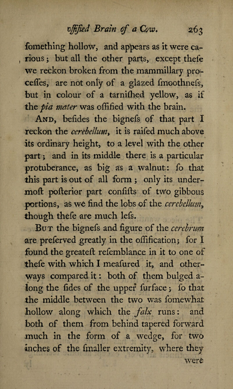 Ibmething hollow, and appears as it were ca¬ rious ; but all the other parts, except thefe we reckon broken from the mammillary pro- ceffes, are not only of a glazed fmoothnefs, but in colour of a tarniflied yellow, as if the pia mater was offified with the brain. And, befides the bignefs of that part I reckon the cerebellum, it is raifed much above its ordinary height, to a level with the other part; and in its middle there is a particular protuberance, as big as a walnut: fo that this part is out of all form ; only its under- moft pofterior part confifts of two gibbous portions, as we find the lobs of the cerebellum, though thefe are much lefs. But the bignefs and figure of the cerebrum are preferved greatly in the offification; for I found the greateft refemblance in it to one of thefe with which I meafured it, and other- ways compared it: both of them bulged a- long the fides of the upper furface 3 fo that the middle between the two was fomewhat hollow along which the falx runs: and both of them from behind tapered forward much in the form of a wedge, for two inches of the fmaller extremity, where they were