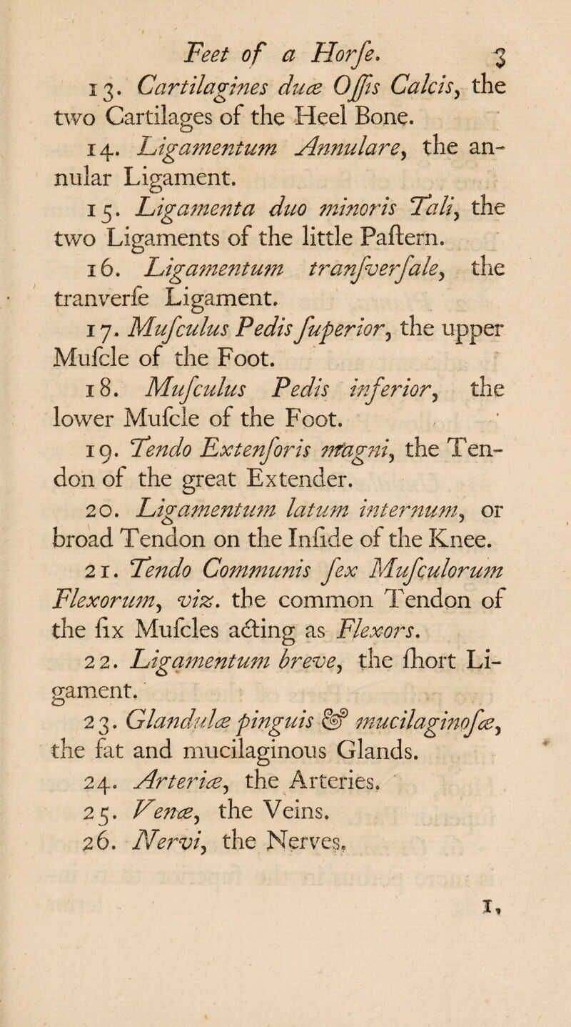 13. Cartilagines duce Offs Calcis, the two Cartilages of the Heel Bone. 14. Ligamentum Annulare, the an¬ nular Ligament. 15. Ligament a duo minoris Fall, the two Ligaments of the little Paftern. 16. Ligamentum tranfuerfale, the tranverfe Ligament, 17. Mufcuius Pedis fup error, the upper Mulcle of the Foot. 18. Muf cuius Pedis inferior, the lower Mufcle of the Foot. 19. Fendo Extenforis nfagni, the Ten¬ don of the great Extender. 20. Ligamentum latum internum, or broad Tendon on the Inhde of the Knee. 21. Fendo Communis fex Mufculorum Flexor-um, viz. the common Tendon of the fix Mufcles acting as Flexors, 2 2. Ligamentum breve, the fhort Li¬ gament, 2 3. Glands dee pinguis & mucilaginofce, the fat and mucilaginous Glands. 24. Arteries, the Arteries. 25. Fence, the Veins. 26. Nervi, the Nerves. I,