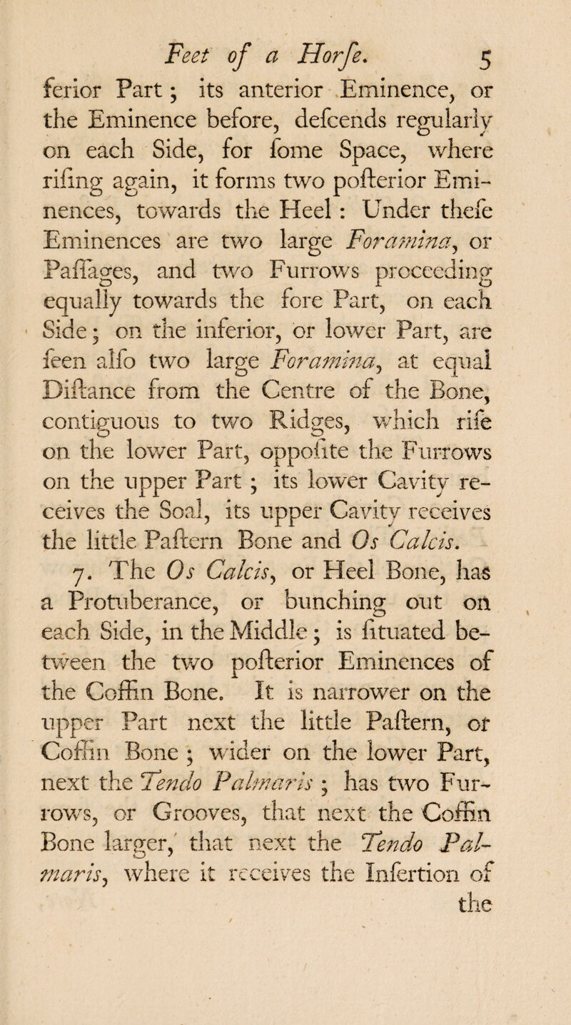 ferior Part; its anterior Eminence, or the Eminence before, defcends regularly on each Side, for iome Space, where riling again, it forms two pofterior Emi¬ nences, towards the Heel: Under thele Eminences are two large Foramina, or Paftages, and two Furrows proceeding equally towards the fore Part, on each Side; on the inferior, or lower Part, are feen alfo two large Foramina, at equal Diftance from the Centre of the Bone, contiguous to two Ridges, which rife on the lower Part, oppofite the Furrows on the upper Part ; its lower Cavity re¬ ceives the Soal, its upper Cavity receives the little Pattern Bone and Os Calc is. 7. The Or Calcis, or Heel Bone, has a Protuberance, or bunching out on each Side, in the Middle; is tttuated be¬ tween the two pofterior Eminences of the Coffin Bone. It is narrower on the upper Part next the little Pattern, of Coffin Bone ; wider on the lower Part, next the Fendo Palmar is ; has two Fur¬ row’s, or Grooves, that next the Coffin Bone larger, that next the Fendo Pal- maris, where it receives the Infertion of