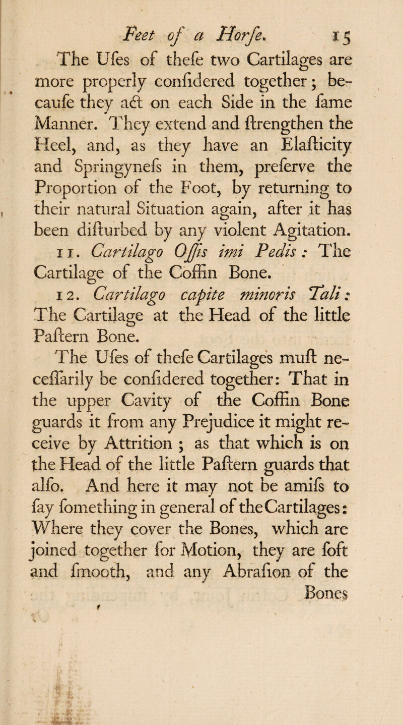 The Ufes of thefe two Cartilages are more properly conlidered together; be- caufe they adl on each Side in the fame Manner. They extend and ftrengthen the Heel, and, as they have an Elaflicity and Springynefs in them, preferve the Proportion of the Foot, by returning to their natural Situation again, after it has been difturbed by any violent Agitation. 11. Cartilago OJjis imi Pedis: The Cartilage of the Coffin Bone. 12. Cartilago capite minoris Tali: The Cartilage at the Head of the little Paftern Bone. The Ufes of thele Cartilages muft ne- ceffarily be conlidered together: That in the upper Cavity of the Coffin Bone guards it from any Prejudice it might re¬ ceive by Attrition ; as that which is on the Head of the little Paftern guards that alfo. And here it may not be amifs to fay fomething in general of the Cartilages: Where they cover the Bones, which are joined together lor Motion, they are foft and fmooth, and any Abralion of the Bones 1 ' * #