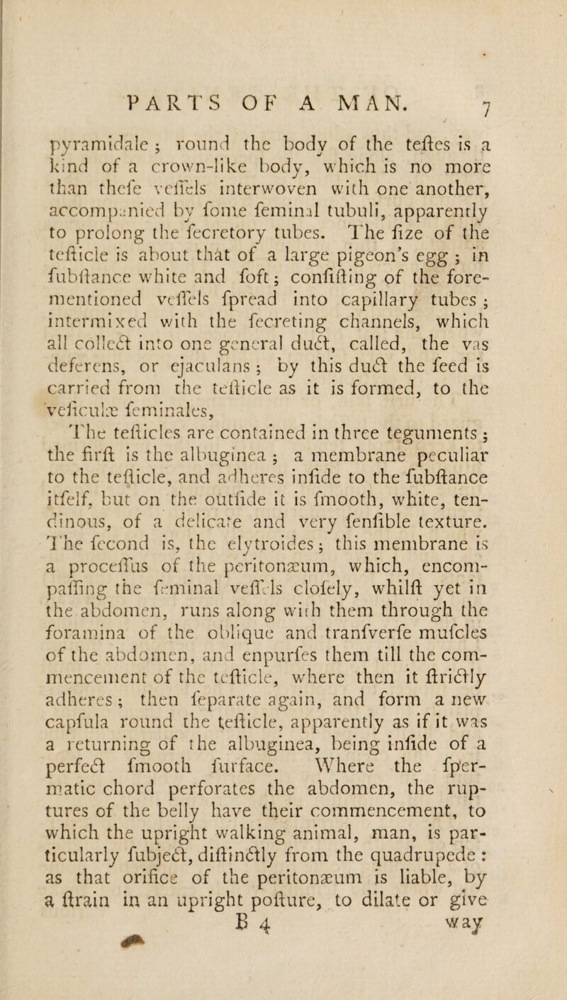 pyramidale ; round the body of the teftes is a kind of a crown-like body, which is no more than thefe veilcls interwoven with one another, accompanied by fome feminal tubuli, apparently to prolong the fecretory tubes. The fize of the teflicle is about that of a large pigeon’s egg ; in fubhance white and foft; confiding of the fore- mentioned vefTels fpread into capillary tubes ; intermixed with the fecreting channels, which all collect into one general dudt, called, the vas deferens, or ejaculans ; by this dudt the feed is carried from the teflicle as it is formed, to the veficulae feminales. The tefiicles are contained in three teguments 5 the firft is the albuginea ; a membrane peculiar to the teflicle, and adheres infide to the fubftance itfelf. but on the outlide it is fmooth, white, ten¬ dinous, of a delicate and very fenlible texture. The fecond is, the elytroides; this membrane is a proceflus of the peritonaeum, which, encom- p a fling the feminal vefTels clofely, whilfl yet in the abdomen, runs along wbh them through the foramina of the oblique and tranfverfe mufcles of the abdomen, and enpurfes them till the com¬ mencement of the teflicle, where then it flridtly adheres ; then leparate again, and form a new capfula round the teflicle, apparently as if it was a returning of the albuginea, being inflde of a perfect fmooth fur face. Where the fp'er- matic chord perforates the abdomen, the rup¬ tures of the belly have their commencement, to which the upright walking animal, man, is par¬ ticularly fubjedt, diflindtly from the quadrupede : as that orifice of the peritonaeum is liable, by a drain in an upright pofture, to dilate or give E 4 w ay