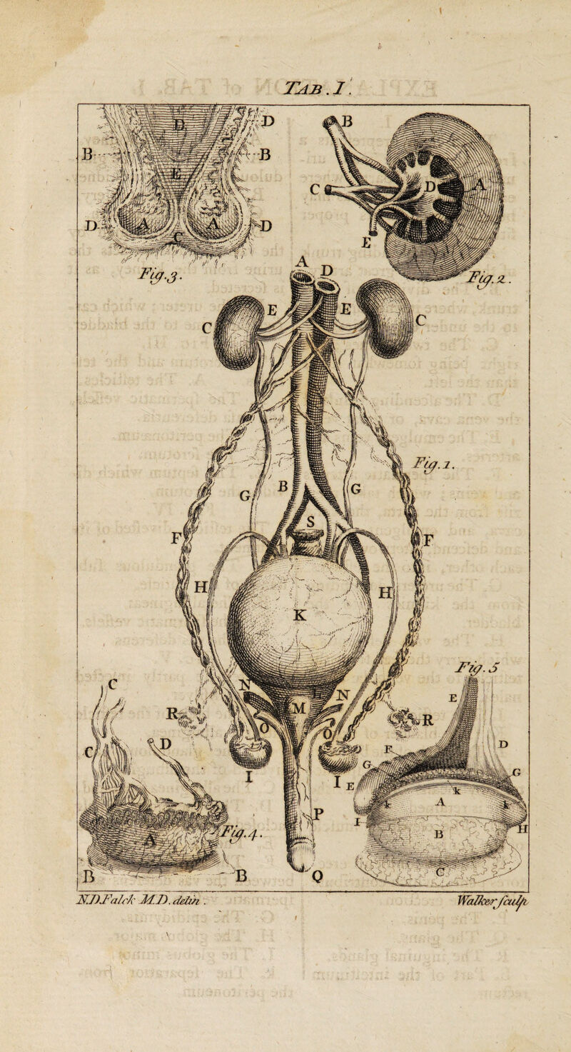 Tab . 1. NJ)BaIrk MB. debh . Walk&rfadft t