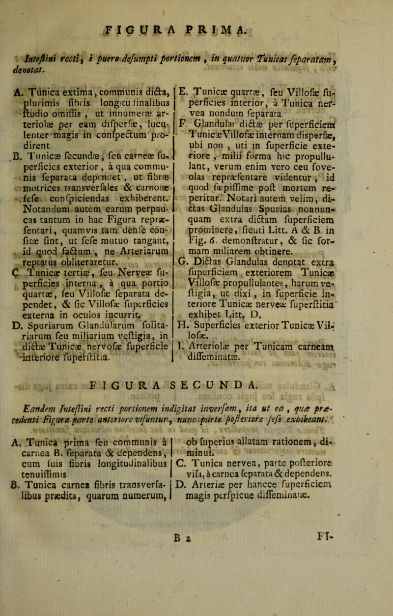 FIGURA PRIM A. Jnteftini recti ^ e putro deJumpH portionem , in quatuor Tunicas feparatam^ denotat. A, Tunica extima, communis difta, plurimis fibris longitudinalibus ftudio omiffis , ut innumerae, ar¬ teriolae per eam dirperfse, lucu¬ lenter magis iii confpeclum pro¬ dirent Tunicae fecundae, feu carnea fu- perficies exterior, a qua commu¬ nis feparata dependet , ut fibrae . notrices transverfales & carnoiac fefe ccnfpiciendas exhiberent. Notandum autem earum perpau¬ cas tantum in hac Figura reprse- fentari, quamvis tam denft eon- fitas fint, ut fefe mutuo tangant, id quod faiSlqm , ne Arteriarum reptatus obliteraretur, C- Tunic^p tertise, feu Nerveae fu- perficies interna, a qua portio quartae, feu Villofae feparata de¬ pendet, & fic Villofae fuperficies externa in oculos incurrit, D. Spuriarum Glandularum folita- riarum feu miliarium vefligia, in diftte Tunicae hervofae fuperficie '■intferiore fuperfticia. E. Tunicae quartae, feu Villofae fii- perficies interior, a Tunica ner- vea nondum feparata F. Glandulae diftae per fuperficient T unicaeVillofas internam disperfae, ubi non , uti in fuperficie exte¬ riore , mirlii forma hic propullu- lant, verum enim vero ceu fove¬ olas repraefentare videntur, id quod rsepiffime pofl mortem re- peritur. Notari autem velim, di- 6las Glandulas Spurias nonnun.^. quam extra didlam fuperficiem prominere, ficuti Litt. A & B. in Fig, demonftratur, & fic for¬ mam miliarem obtinere. G. Di61:as Glandulas denptat extra fuperficiem exteriorem Tunicae Villofae propullulantes, harum ve- ftigia, ut dixi, in fuperficie in-^ teriore Tunicas nervea: fuperflitia'' exhibet Litt. D. H. Superficies exterior Tunicae ViL lofas. L Arteriolas per Tunicam carneam difleminatae. FIGURA SECUNDA. 'Eandem Inteflini recti portionem indlgitat inverfam, ita ut ea , quee pra-^ cedenti Figura parte anteriore vifuntur^ nunc- parte: pofienore Jefe exhibeant. A, Tunica prima feu communis a carnea B. feparata & dependens , cum luis fibris longitudinalibus tenuiffimis B. Tunica carnea fibris trans ver fa- libus prodita 9 quarum numerum, ob [uperius allatam rationem, di¬ minui. C. Tunica nervea, parte pofieriore vifa, k carnea feparata & dependens. D. Arteriae per hancce fuperficiem magis ptrfpicue difleminatae. B z FI-