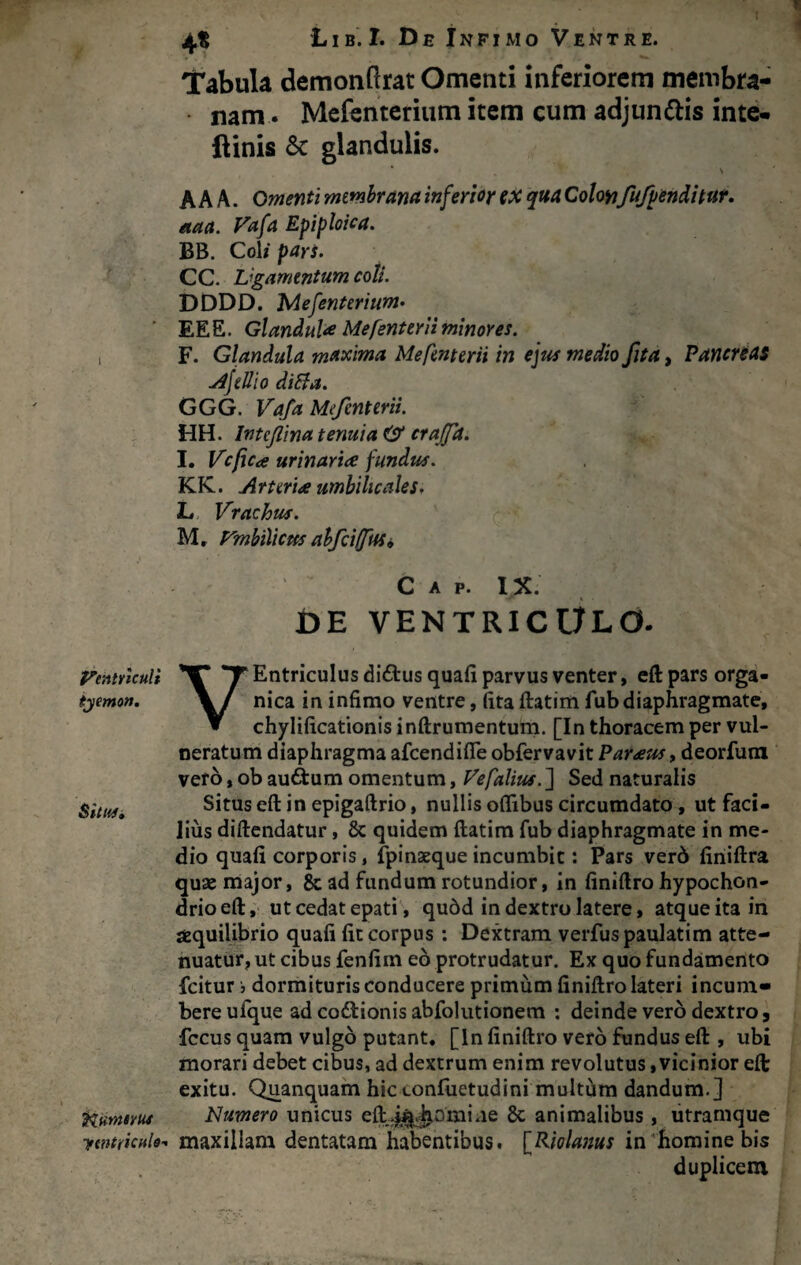 ycntŸtculi ijemon. ytntïichU^ Lib.I. De Inpimo Ventre. Tabula demonftrat Omenti inferîorem membra- nam. Mefenterium item cum adjundlis inte- ilinîs ôc glandulis. * \ AAA. Omenti mmhrana inferior eX qua Colonfufjjèndîtut. étaa. Vafa Epiploica. BB. Col/ pars. CC. L'gamentum coîî. DDDD. Mefenterium- EEE. GlanduU Me [enter li minores. F. Glandula maxima Mefenterii in ejus medio Jïta, Pancréas yûjeÜio diSfa. GGG. Vafa Mefenterii. HH. Intejlina tenuia crajpt. I. Vcfica urinarite fundus. KK.. Arteriee umbilicaUs. L, Vrachus. C M, rmbïlictfs ahfcifuSi Cap. IX. ÛE VENTRICÜLO. VEntricuIus diftus quafi parvus venter, eft pars orga- nica in infimo ventre, fita ftatim fubdiaphragmate, chylificationis inftrumentum. [In thoracem per vul- oeratum diaphragma afeendifle obfervavit Paræus, deorfum veto, ob auâ:um omentum, Fefalius. ] Sed naturalis Situs eft in epigaftrio, nullis oflibus circumdato, ut faeî- liùs diftendatur, & quidem ftatim fub diaphragmate in me¬ dio quafi corporis, fpinæque incumbic : Pars verô firiiftra quæ major, 8c ad fundum rotundior, in finiftro hypochon- drio eft, ut cédât epati, quôd in dextro latere, atqueitain îEquilibrio quafi fit corpus : Dextram verfuspaulatim atte- nuatur, ut cibus fenfim eô protrudatur. Ex quo fundamento feitur 3 dormiturisconducere primùm finiftro lateri incum- bere ufque ad coélionis abfolutionem : deinde verô dextro, fccus quam vulgô putant. [In finiftro verô fundus eft , ubi niorari debet cibus, ad dextrum enim revolutus ,vicinior eft; exitu. Quanquam hicconfiietudini multùm dandum.] Numéro unicus eftjj^omi.ie 8c animalibus, utramque maxillam dentatam habentibust IRiolams in'hominebis duplicem