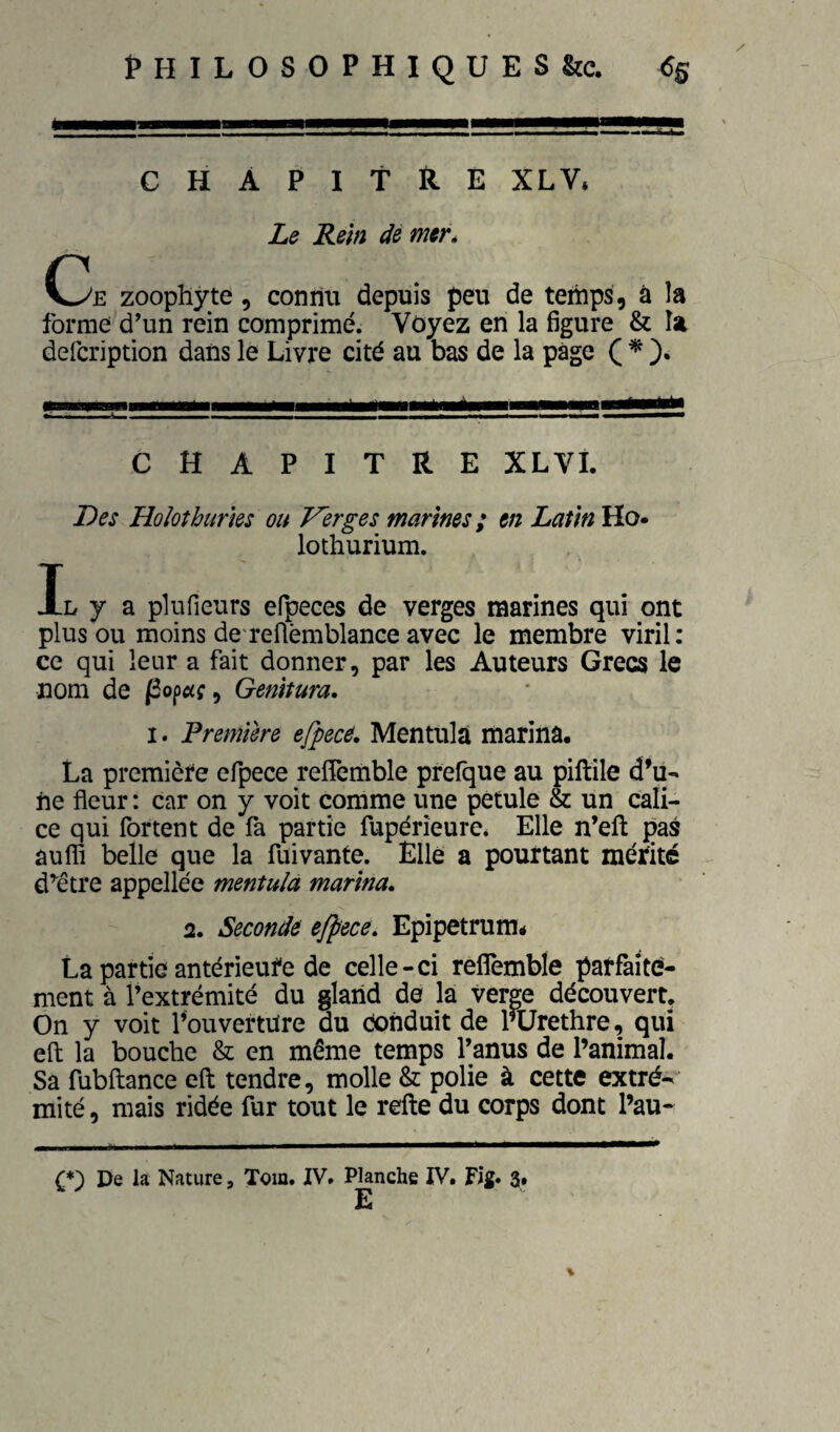 PHILOSOPHIQUES&c. tfg CHAPITRE XLV. Le Rein de meré C3e zoophyte, connu depuis peu de temps, à la forme d^in rein comprimé. Voyez en la figure & la defcription dans le Livre cité au bas de la page ( * CHAPITRE XLVI. Des Holothuries ou Verges marines; en Latin Ho* lothurium. Il y a plufieurs efpeces de verges marines qui ont plus ou moins de reüèmblance avec le membre viril : ce qui leur a fait donner, par les Auteurs Grecs le nom de (Sopaç, Genltura, I. Première efpecé, Mentulà marina. La première efpece refiemble prefque au piftile d’u¬ ne fleur : car on y voit comme une petule & un cali¬ ce qui fortent de fa partie fupérîeurCé Elle n’eft pas âufli belle que la fui vante. Elle a pourtant mérite d^être appellée mentulà marina* 2. Seconde efpece* Epipetrumé La partie antérieure de celle-ci reflemble parfaite¬ ment à l’extrémité du gland de la verge découvert. On y voit Pouvertüre du Conduit de l’ürethre, qui eft la bouche & en même temps l’anus de l’animal. Sa fubftance eft tendre, molle & polie à cette extré¬ mité , mais ridée fur tout le refte du corps dont l’au- (*) De la Nature, Tom. IV. Planche IV. Fig. 3. %