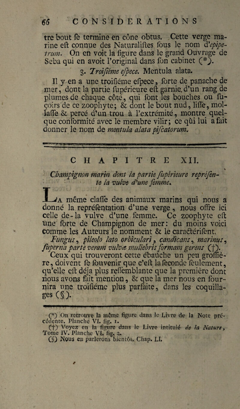 tre bout fe termine en cône obtus. Cette verge ma¬ rine eft connue des Naturalises fous le nom ^epïpe- trum. On en voit la figure dans le grand Ouvrage de Seba qui en avoit l’original dans fon cabinet 3. Jrotjléme ejpece. Mentula alata. Il y en a une troifiéme efpece, forte de panache de mer, dont la partie fupéricure eft garnie, d’un rang de plumes de chaque côté, qui font les bouches ou fu- çoirs de ce zoophyte; & dont le bout nud, lifle, mol- kfiTe & percé d’un trou à l’extrémité, montre quel¬ que conformité avec le membre vilir; ce qùi lui a fait donner le nom de mentula alata plfcatorum. CHAPITRE XII. \ Champignon marin dont la partie fupèrieure reprèfen^ te la vulve d'une femme^ I-^A même clafife des animaux marins qui nous a donné la repréfentation d’une verge, nous offre ici celle de-la vulve d’une femme. Ce zoophyte eft une forte de Champignon de mer: du moins voici comme les Auteurs le nomment & le caraétérifent, Fungus^ pileolo lato orhkulari ^ candicans^ mar'mus^ ftiperna parte veram vulva. multehris formam gerens (f). Ceux qui trouveront cette ébaüche un peu groffiè- re, doivent fe fou venir que c’eft la fécondé feulement, qu’elle eft déjà plus refîèmblante que la première dont nous avons fait mention, & que la mer nous en four¬ nira une troifiéme plus parfaite, dans les coquilla- ges(§). (p') On retrouve la môme figure dans le Livre de la Note pre- céaente. Planche VI. fig. i. et) Voyez en la figure dans le Livre intitulé âe la Nature y Tome IV. Planche VI.Tig. 2. CD Nous eu parlerons bientôt. Chap. LI.