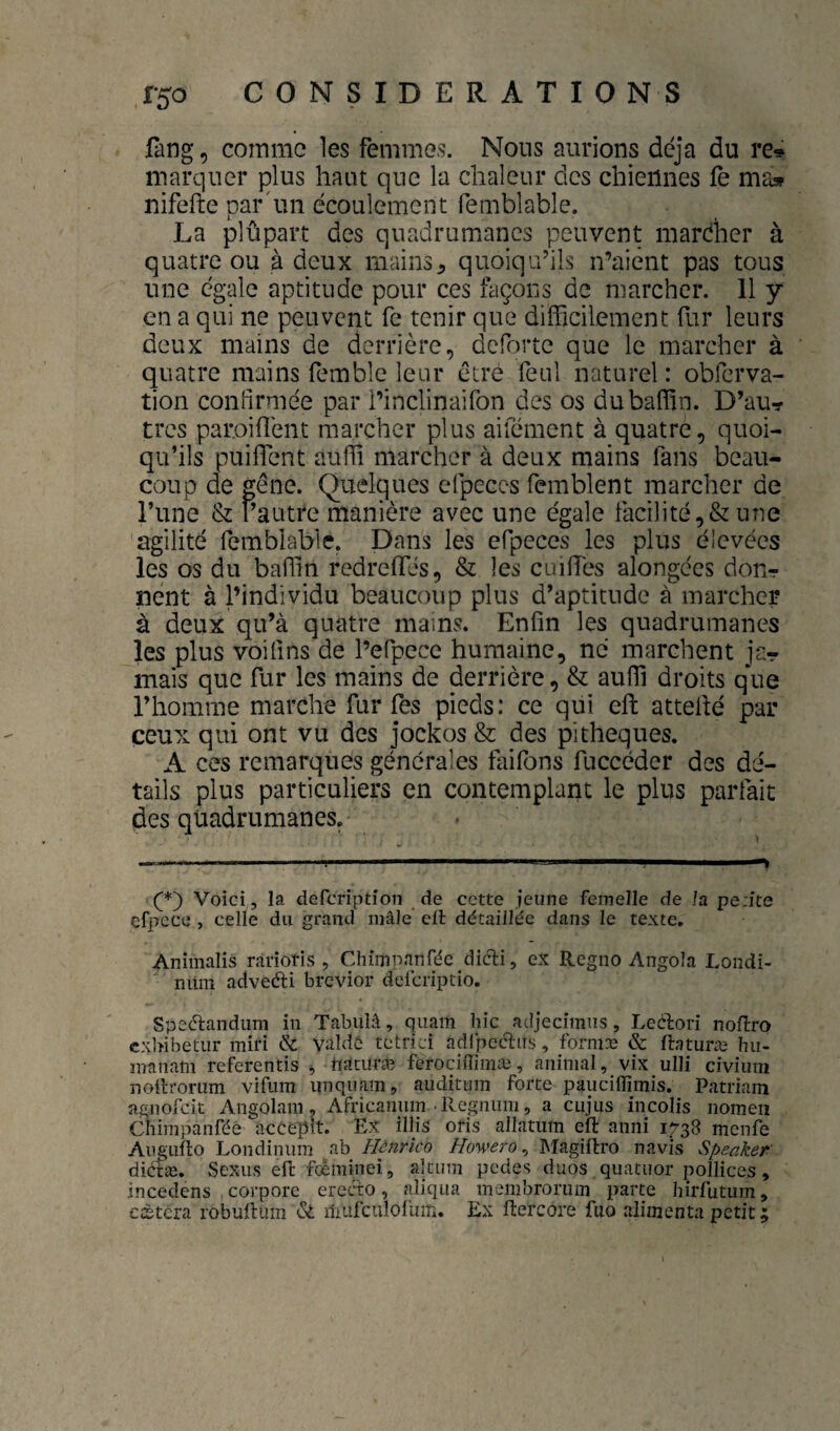 fang, comme les femmes. Nous aurions déjà du re* marquer plus haut que la chaleur des chiennes fe ma» nifefte par'un écoulement femblable. La plûpart des quadrumanes peuvent marcher à quatre ou à deux mains, quoiqu’ils n’aiênt pas tous une égale aptitude pour ces façons de marcher. 11 y en a qui ne peuvent fe tenir que difficilement fur leurs deux mains de derrière, deforte que le marcher à quatre mains femble leur être feul naturel : obferva- tion confirmée par i’inclinaifon des os dubaffin. D’au-r très paroiflént marcher plus ailement à quatre, quoi¬ qu’ils puilTent auffi marcher à deux mains fans beau¬ coup de gêne. Quelques cfpeccs femblent marcher de l’une & l’autre manière avec une égale facilité,& une agilité femblable. Dans les efpeces les plus élevées les os du baffin redreffés, & les cuilTes alongées dour nent à l’individu beaucoup plus d’aptitude à marcher à deux qu’à quatre mains. Enfin les quadrumanes les plus voifins de l’efpece humaine, ne marchent ja¬ mais que fur les mains de derrière, & auffi droits que l’homme marche fur Tes pieds: ce qui cfi: attelle par ceux qui ont vu des jockos & des pitheques. A ces remarques générales faifons fuccéder des dé¬ tails plus particuliers en contemplant le plus parfait des quadrumanes. --- ' - 1 i.ii ■ -> Voici, la defeription de cette jeune femelle de la pe.ite efpccc , celle du grand mâle cil détaillée dans le texte. Animalis râriotis , Chimpanfée didti, ex Regno Angola Londi- niim advefti brevior defciiptio. Spec'tandum in Tabulâ, quam hic adjecîmiis, Leclori noflro cxbibetur miri & valdô tetrici adCpec^iis, formæ & Ibturæ hu- manam referentis ttacüræ ferociffiniæ, animal, vix ulli civium nollrorum vifum unquam, auditum forte pauciflimis. Patriam agnofeit Angolam, Africanum llegniini, a cujus incolis nomen Chimpanfée accepit. Ex illis oris allatum eft anni 1738 menfe Aiiguflo Londinum ab Hènrico Howero ^ Magiflro navis Speaker' diétæ. Sexus eft fœminei, altiim pedes duos quatuor pollices, incedens corpore erecto, aliqua membrorum parte hirfutum, ccètera robuftum iluirculofum. Ex ftercore fuo alimenta petit ;