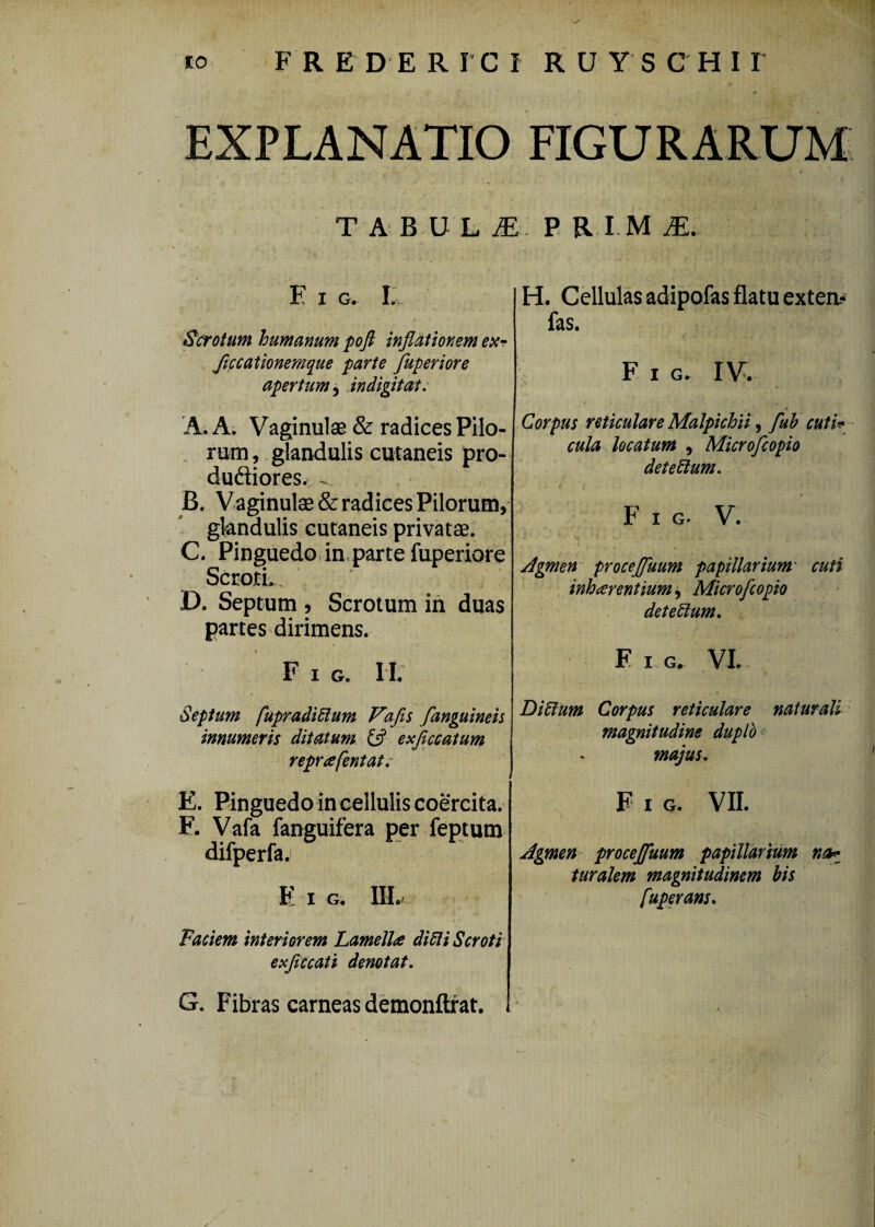 EXPLANATIO FIGURARUM T A B U L ^ P R I M M. E I G, I.. Scrotum humanum poft inflationem eur Jiccationemque farte fuperiore apertum^ indigitett. A. A. Vaginulae & radices Pilo- . rum, glandulis cutaneis pro- dudiores. ^ B. Vaginulae & radices Pilorum, glandulis cutaneis privata. C. Pinguedo in parte fuperiore ScroiL. D. Septum , Scrotum ih duas partes dirimens. F I G. i ir Sepium fupradi6lum Vafis /anguineis innumeris ditatum exjiccatum reprafentat; E. Pinguedoin cellulis coercita. F. Vafa fanguifera per feptum difperfaj E I G. IIL Faciem interiorem Lamella di6ii Scroti- eicjiCcati denotat, G. Fibras carneas demonftfat. 1 H. Cellulas adipofas flatu extern fas. F I G. rv. Corpus reticulare Malpichi/ fuh cuti^ cula locatum , Micro/copio dete£ium, c F I G. V. Jgmen proceJfuum papillarium' cuti . inhierentium ^ Micro/copio deteUum, E I G. VI. Di6ium Corpus reticulare naturali ' magnitudine duplo majus, F I G. VIL Jgmen procej/uum papillarium turalem magnitudinem bis fuperans.