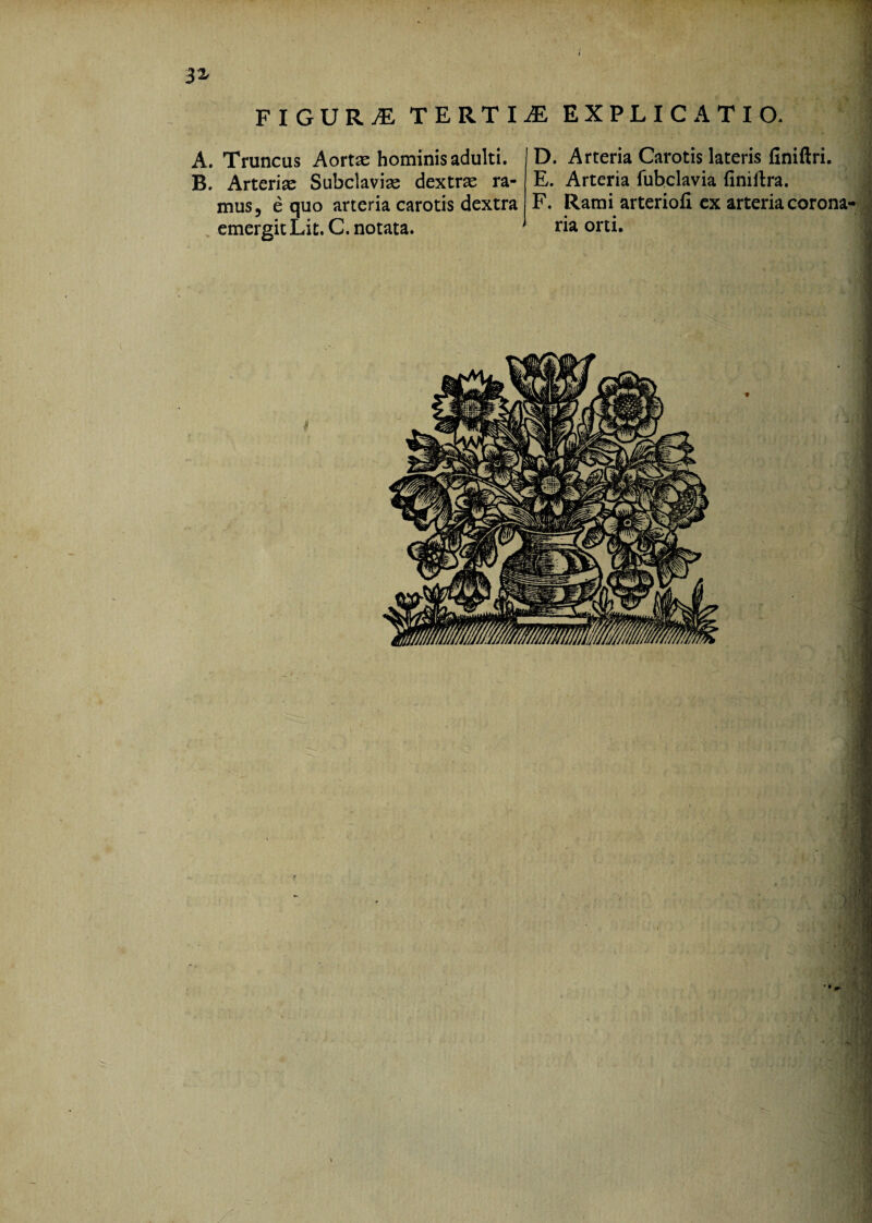 JX FIGURtE TERTIiE EXPLICATIO. A. Truncus Aortae hominis adulti. B. Arterige Subclaviae dextrae ra¬ mus, e quo arteria carotis dextra emergit Lit. C. notata. D. Arteria Carotis lateris finiftri. E. Arteria fubclavia finillra. F. Rami arteriofi cx arteria corona¬ ria orti.