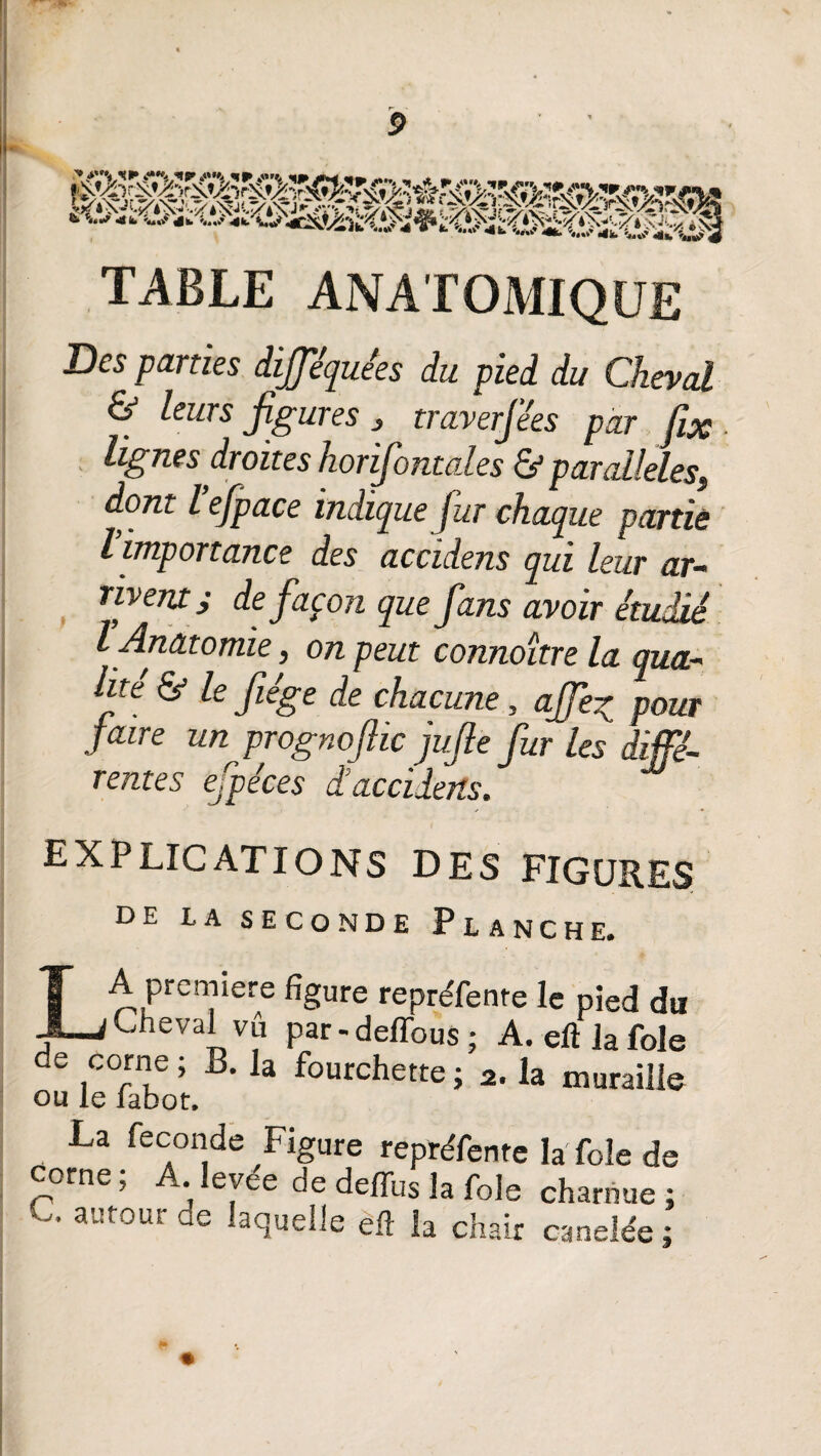 m TABLE ANATOMIQUE Des parties dfféquées du pied du Cheval & leurs figures , traverfées par fix lignes droites horifontales & parallèles, dont l’efpace indique Jur chaque partie l importance des accidens qui leur ar¬ rivent y de façon que fans avoir étudié l Anatomie, on peut connoître la qua¬ lité & le fiége de chacune, afie% pour faire un prognofiic jufie fur les diffé¬ rentes efpéces d:accidens. explications des figures DE LA SECONDE PLANCHE. La première figure repréfente le pied du Cheval vû par - deffous ; A. eft la foie de corne ; B. la fourchette ; 2. la muraille ou le fabot. La fécondé Figure repréfente la foie de corne; A. levée de deffus la foie charnue; C, autour de laquelle eft la chair canelée ;