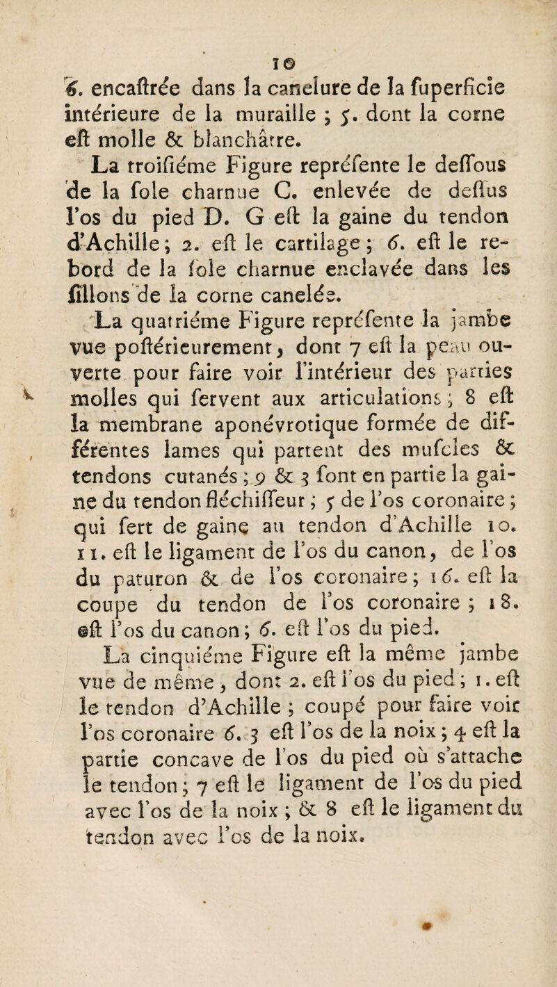 6. encaftrée dans la canelure de la fuperfîcîe intérieure de la muraille ; J. dont la corne eft molle & blanchâtre. La troifiéme Figure repréfente le défions de la foie charnue C. enlevée de deflfus Fos du pied D. G eft la gaine du tendon d’Achille; 2. eft le cartilage; 6. eft le re¬ bord de la iole charnue enclavée dans les filions de la corne canelés. La quatrième Figure repréfente la jambe vue poftéricurement > dont 7 eft la peau ou¬ verte pour faire voir l’intérieur des parties molles qui fervent aux articulations ; 8 eft la membrane aponévrotique formée de dif¬ férentes lames qui partent des mufcles & tendons cutanés ; 9 & 3 font en partie la gai¬ ne du tendon fléchifieur ; y de Fos coronaire ; qui fert de gaine au tendon d’Achille 10. ï 1. eft le ligament de Fos du canon, de l’os du paturon & de Fos coronaire ; ï <5. eft la coupe du tendon de Fos coronaire; 18. #ft Fos du canon; 6. eft Fos du pied. La cinquième Figure eft la même jambe vue de même , dont 2. eft i os du pied ; 1. eft le tendon d'Achille ; coupé pour faire voir Fos coronaire 6. 3 eft Fos de la noix ; 4 eft la partie concave de Fos du pied où s’attache le tendon; 7 eft le ligament de 1 os du pied avec Fos de la noix ; & 8 eft le ligament du tendon avec Fos de la noix.