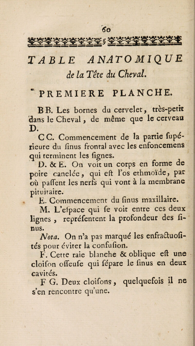 TABLE ANATOMIQUE de la Tête du Cheval. “PREMIERE PLANCHE. «v B B. Les bornes du cervelet, très-petit dans le Cheval > de même que le cerveau D. CG. Commencement de la partie fupê¬ ne ure du finus frontal avec les enfoncemens qui terminent les lignes. D. & E. On voit un corps en forme de poire canelée, qui eft Vos ethmoïde, par où paflent les nerfs qui vont à la membrane pituitaire. E. Commencement du finus maxillaire, M. L’elpace qui fe voit entre ces deux lignes y repréfentent la profondeur des fi- nus. Nota. On n’a pas marqué les enfradftuofi- tés pour éviter la confufion. F. Cette raie blanche & oblique eft une cloifon offeufe qui fépare le finus en deux cavités. F G. Deux cloifons, quelquefois il ne ! s’en rencontre qu’une.