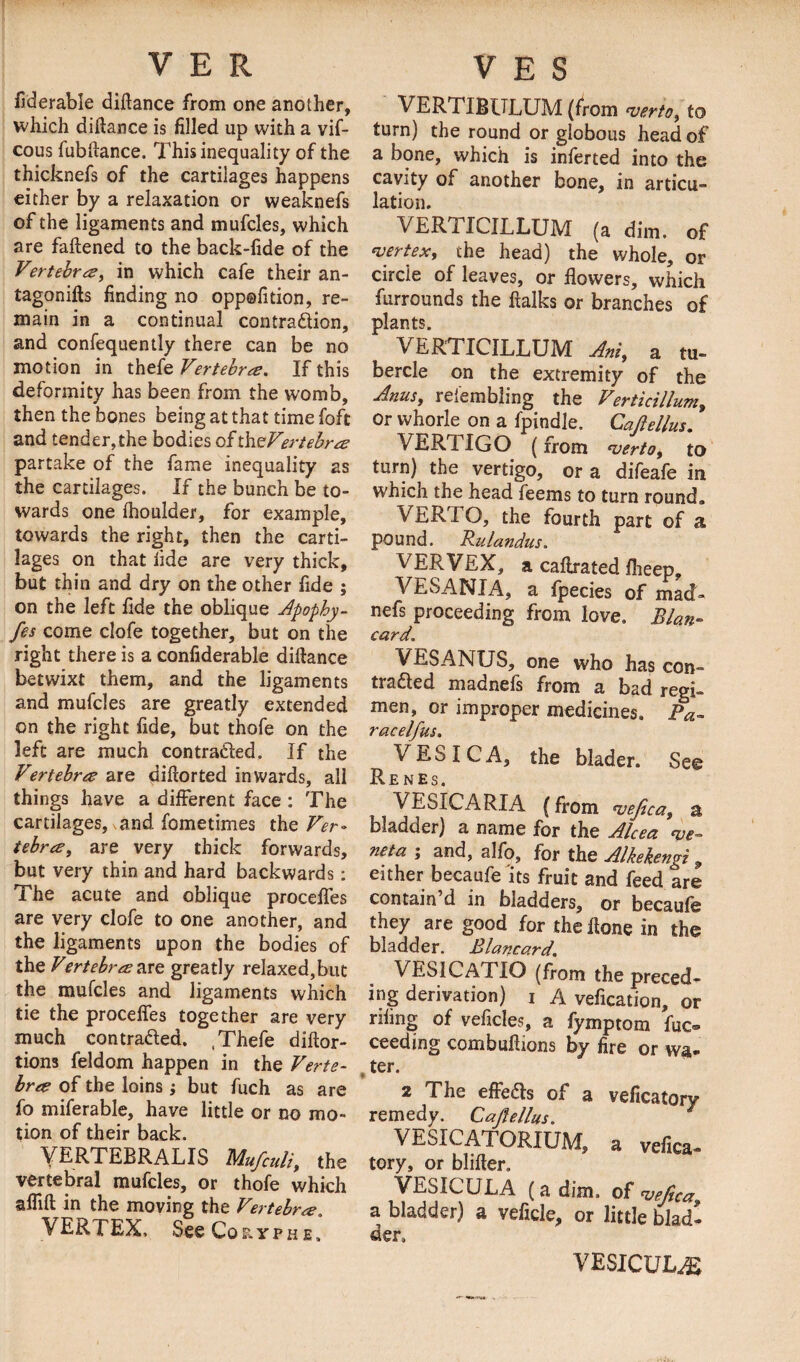 fiderable diftance from one another, which diftance is filled up with a vif- cous fubftance. This inequality of the thicknefs of the cartilages happens either by a relaxation or weaknefs of the ligaments and mufcles, which are fattened to the back-fide of the Vertebra, in which cafe their an- tagonifts finding no oppofition, re¬ main in a continual contradion, and confequently there can be no motion in thefe Vertebra. If this deformity has been from the womb, then the bones being at that time foft and tender, the bodies of th^Vertebra partake of the fame inequality as the cartilages. If the bunch be to¬ wards one Ihoulder, for example, towards the right, then the carti¬ lages on that fide are very thick, but thin and dry on the other fide ; on the left fide the oblique Apophy- fes come clofe together, but on the right there is a confiderable diftance betwixt them, and the ligaments and mufcles are greatly extended on the right fide, but thofe on the left are much con traded. If the Vertebra are diftorted inwards, all things have a different face : The cartilages, and fometimes the Ver¬ tebra, are very thick forwards, but very thin and hard backwards: The acute and oblique proceffes are very clofe to one another, and the ligaments upon the bodies of the Vertebra?iXQ greatly relaxed,but the mufcles and ligaments which tie the proceffes together are very much contraded. , Thefe dittor- tions feldom happen in the Verte¬ bra of the loins ; but fuch as are fo miferable, have little or no mo¬ tion of their back. YERTEBRALIS Mufculi, the vertebral mufcles, or thofe which affift in the moving the Vertebra. VERTEX. See Cqryphe. VERTIBULUM (from r&gt;verto, to turn) the round or globous head of a bone, which is inferted into the cavity of another bone, in articu¬ lation. VER1ICILLUM (a dim. of 'vertex, the head) the whole, or circle of leaves, or flowers, which furrounds the fialks or branches of plants. VERTICILLUM Ani, a tu¬ bercle on the extremity of the Anus, refembling the Verticillum, or vvhorle on a fpindle. Cajlellus. VERTIGO (from &lt;verto, to turn) the vertigo, or a difeafe in which the head feems to turn round* Vn.R'I O, the fourth part of a pound. Rulandus. VERVEX, a caflrated fheep, VESANXA, a fpecies of mad- nefs proceeding from love. Blan- eard. VESANUS, one who has con- traded madnefs from a bad regi¬ men, or improper medicines. Pa- racelfus. VESICA, the blader. See Renes. VESICARIA (from wefica, a bladder) a name for the Alcea we- neta ; and, alfo, for the Alkekengi , either becaufe its fruit and feed are contain’d in bladders, or becaufe they are good for thettone in the bladder. Blancard. VESICATIO (from the preced¬ ing derivation) i A vefication, or riling of veficles, a fymptom fuc® ceeding com bullions by fire or wa- , ter. 2 The effeds of a veficatory remedy. Cajlellus. 1 VESICATORIUM, a vefica¬ tory, or blifter, VESICULA (a dim. of 'vefica, a bladder) a veficle, or little blad¬ der. VESICULA