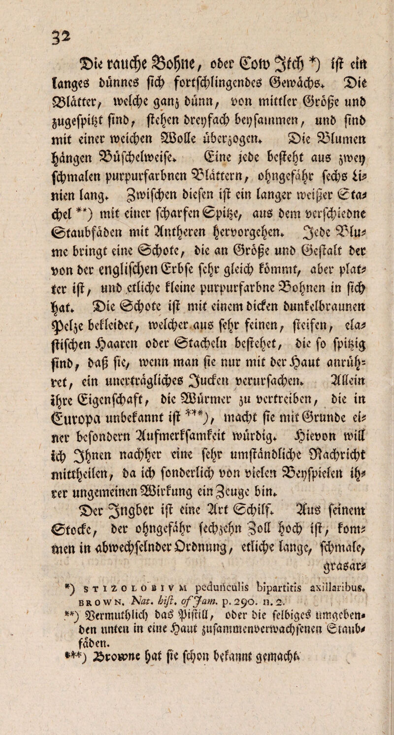 Sie roucJje 23ofjne, ober <£oft> *) fft «fa langet bunncS fleh fortfebHngenbes ©ewdebs* Sie glatter/ welche gan$ btum, von mittfer ©rope unb SugefpÜK (wb, flehen brepfacb bei) fammen, unb fmb mit einer weichen SHMe überzogen* Sie S3lumett fangen 23ufd)elweife* ©ine jebe bcjfefet aus 5tv»ci> fcbmalen purpurfarbnen flattern, ohngefabr feebs iv tuen lang.. ip sw tanger weiper ©ta* cbet **) mit einer febarfen ©pi§e, aus bem nerfebiebne ©taubfdben mit 2fnt^eren |ert)orgebem 3c^c 33lu* me bringt eine ©cbofe, bic an ©rope unb ©ejlalt bet von ber ertglifdjen ©rbfe fcljr gleich toxnxnt, aber plat? tcr i(l/ unb etliche f feine purpurfarbne SSo^nen in ftc& Ijaf* Sie@cbofe iji mit einem bitfett bunfelbraunen g3elje beffeibet/ welcher,aus felir feinen/ Reifen, ela* fiifcbctt paaren ober ©tackeln befielet, bie fo fpi^ig jtnb, bap fic/ wenn man ftc nur mit bergauf anrufj= nt, ein unerträgliches %udcn »crurfacbem 3iikitt i^re ©genfebaft/ bic Sßurnter vertreiben, bie in (Europa unbefannt ifl ***)> macht (ie mit ©runbe eb ncr befonbern 3(ufmerffamfeit würbig* jpieoon Witt icb 3hnm *wtb&sr eine fef)t umftdnblidbe Sfiaäbricbt mittbeitett/ ba icb fenberlicb non vielen 95epfpietert tfa ter ungemeinen SBirfung cm^cugc bin«. ©er 5ns6tt ift eine 2trf ©cbilf* 2lus feinem ©teefe, ber of^ngefdf^r fecb^ebn Jod |o<b tf?> fom? men inabmedbfelnberDrbnung/ etliche lange/ febmafc/ grasar^ *) STizoLo ßiv M peduifciilis bipartitis axillaribus* BROWN. Not. biß. ofjam. p.290. n.2. **) sBermutfjlicf) baS spiftill, ober bie felbigcS umgeben* ben unten in eine ,§aut jufammenöerwaebfenen Staube fdben. ***) %>n>«me bat fie fdjon Warnt gemacht»