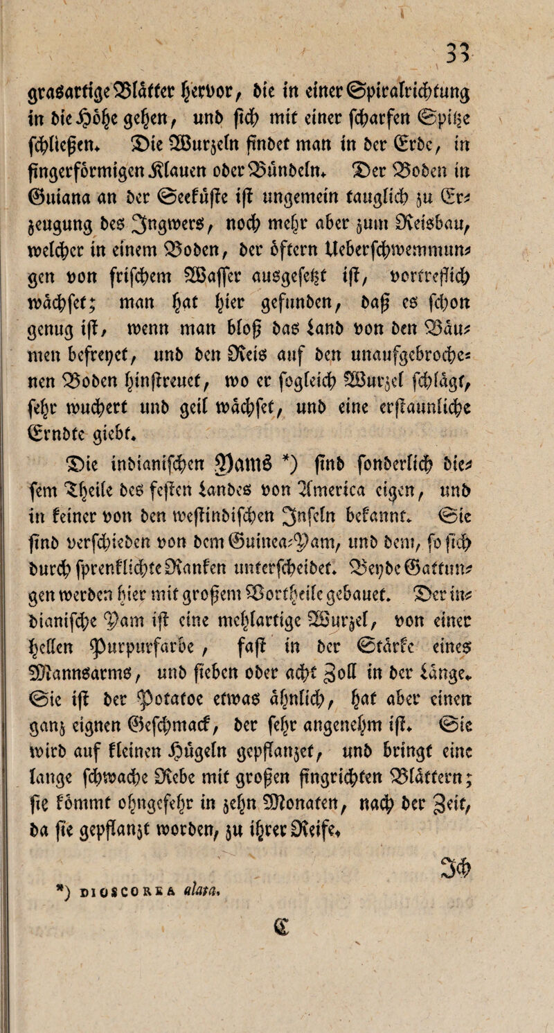 : < ' ' ' : 35 gra$attige©Idtter ffcrnor, bie in einer ©piralricbtung in bie^ofje gehen, unb ft$ mit einer fcbatfen ©piße fc^Iiepem ©ie 2Bur$e(n ftnbet man in ber (Erbe, in fingerförmigen flauen ober©ünbchn ©er ©oben in ©uiana an ber ©eefujie ift ungemein tauglich §u (Er* jeugung bes ^fagwers, noc|> me(jr aber gum Oveisbau, welcher in einem ©oben, ber oftern Ueberfcbwemnum* gen non frtfebem 2Baffer ausgefe^t iff, nortrefltcb wdcbfet; man ^at hier gefuuben, baf cs fchon genug iff, wenn man bloj? bas ianb non ben ©du* men befreiet, unb ben Dveis auf ben unaufgebrecbc2 neu ©oben hinfimtef, wo er fogleid? SSut^el fcbfdgt, fe^r wuchert unb gett wdebfet, unb eine erjlaunlicbe (Ernbfe giebt* ©ie tnbianifeben 3)attlS *) ftnb fonberfich bie* fern ?(}ei(e bes fejfen taubes non America eigen, unb in feiner non ben wcfHnbifchen ^nfeln befannt* ©ie ftnb nerfdueben non bem ©uinea^am, unb bem, fofid) burchfprenflid;tc£Kanfen unterfcheibet* ©ei;be©atftm* gen tnerben Her mit grof em ©ortheile gebanef. ©er üt* bianifche Pam iff eine mehlartige 2Bur§ef, non einer hellen Purpurfarbe , fafi in ber ©tdrfe eines SDiamtSarms, unb fteben ober acht in ber idnge«. @ie tji ber potatoe etwas «hnlid;, fjat aber einen gan$ eignen @efd)macf, ber feJjr angenehm ifi* ©ie wirb auf fleinen kugeln gepfianjtf, unb bringt eine lange fd)wache CKebc mit großen ftngrichfen ©Idttern; fie fbmmt ohngefefw in §efjn SRonafen, na$ ber geif, ba jte gepflanzt worben, ju ihrer Steife *) dioscorsä «lata.