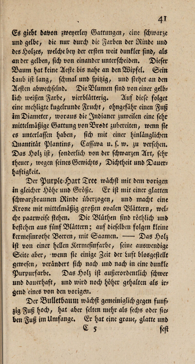 (Es giebt baDon jweperlep ©affungen, eine fefnoarje nnb gelbe, Me nur butch Me garben 5er Dunbe unb bes Jjol^es, welche bep ber erßen weit bunHet ßnb, als an ber gelben, ßch non einanber unterfdbeiben* Siefet 93aum hat feine 3lcße bis nahe an ben SBipfel* ©ein faub iß lang, fchmat unb fptißg, unb fielet an ben 2leßen abwed^felnb* Sie23lumen ßnb non einer gelb? lief) weißen garbe, nierblatterign 2tuf biefe folget eine mepgte fugelrunbe grucht, nhngefaht einen guß imSiameter, woraus bie ^nbianer juweilen eine feljr mittelmäßige ©attungnonSSrebt ^bereiten, wenn ße es unterlaßen haben, ßdh mit einer hinlänglichen üuanfitat piantins, (Eaßana m f* w* $u nerfehem Sas £olj iß, fonberlid? non ber fchwar^en 2frt, fc|r treuer, wegen feines ©ewid;ts, Dichtheit unb Sauere haftigfeif* Ser purpfe^art Sree wachß mit bem norigen in gleicher S?ö^e unb ©rofe* (Er iß mit einer glatten fchwar^braunen Dvtnbe überzogen, unb macht eine .Krone mit mittelmäßig großen onalen Blaffern, wel? che paarweife ßehen* Sie 525lüt^en ßnb rothltch unb begehen aus fünf 23lattern; auf biefelben folgen Heine fermeßnrothe Leeren, mit ©aamem - Sas JjDolj ift ron einer heöen jvermeßnfarbe, feine auswenbige ©eite aber, wenn ße einige geit ber iuft blosgeßellt gewefen, neranbert ßch nach unb nach in eine bunfle purpurfarben Sas £ot$ iß außerorbentlich ßhwer nnb bauerhaft, unb wirb noch pher gehalten als ir? genb eines non ben notigem Ser SBullethaum wachß gemeiniglich gegen fünf? gig guß h^, hat aber fetten mehr als fechs ober ße? ben guß im Umfange* (Er hat eine graue, glatte unb £ 5 feß