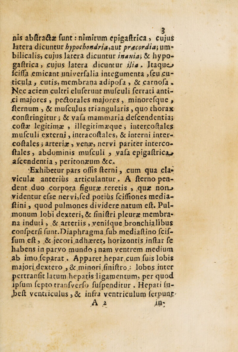 nis abffradte funt: nimirum epigaftrica > cujus latera dicuntur hypochondria, aut prae ordia-, um¬ bilicalis» cujus latera dicuntur inaniai & hypo- gaftrica, cujus latera dicuntur ilia. Itaque-» fciifa emicant univerfalia integumenta >feueu- ticula t cutis, membrana adipofa , & carnpfa . H.e.c aciem cultri eluferunt mufculi ferrati anti¬ ci majores , pe&orales majores, minorefque , fternum , & mufcu.lus triangularis, quo thorax conflringitur; & vafa mammaria defeendentia; coite legitimx , illegitimxque ; intercoftale.s mufculi externi , intracoftales, & interni inter- coftales» arteriar, vena?, nervi pariter interco- ftales, abdominis mufculi » yafa epigaftricju/ afeendentia, peritonaeum &c., 'Exhibetur pars offis fterni, cum qua cla* vicute anterius articulantur.. A fterno pen¬ dent duo corpora figurae teretis , quae noru videntur efse nervi,fed potius fcifliones media- ftini» quod pulmones dividere natum eft. Pul¬ monum lobi dcxteri,& finiftri pleurae membra¬ na induti, & arteriis, venifque bronchialibus confperfi funt.Diaphragma fub mediaflino fcif- fum eft, & jecori adhaeret» horizontis inftar fe habens in parvo mundo; nam ventrem medium ab imo.feparat. Apparet heparxum fuis lobis majori dexcero , & minori,finiftro,: lobos inter pertranfit latum hepatis ligamentum, per quod ipfum fepto tranfverfo fufpenditur . Hepati fu- „beft ventriculus ,& infra ventriculum lerpunC'