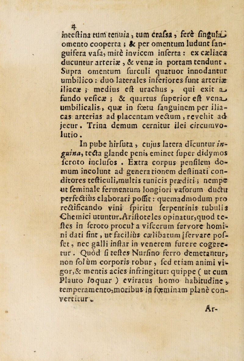 foceftina tum tenuia , tum Crafsa, fete fingulaL* omento cooperta ; it per omentum ludunt fan- guifera vafa3 mire invicem inferta : ex cadiac® ducuntur arteria?, & vena? in portam tendunt. Supra omentum furculi quatuor innodantur umbilico: duo laterales inferiores funt arteriae iliacae j medius eft urachus , qui exit xj fundo vefica? ; & quartus fuperioreft vena./ umbilicalis, quae in fastu fanguinem per ilia¬ cas; arterias ad placentam ve&um , revehit ad jecur. Trina demum cernitur ilei circumvo¬ lutio . In pube hirfuta , cujus latera dicuntur in¬ guina t tetfa glande penis eminet fuper didymos feroto inclufos . Extra corpus penfilem do¬ mum incolunt ad generationem deftinati con¬ ditores teflriculi,multis tunicis praediti; nempe tit fcminale fermentum longiori vaforum du<5hr pcrfe&iiis elaborari poSk: quemadmodum pro re&ificando vini fpiritu ferpentinis tubulis Chemici utuntur JVriftoteles opinatur,quod te- iles in feroto procufa vifcerum fervore homi¬ ni dati fint, tit faciliui caelibatum jfervare pof- fet, nec galli inftar in venerem furere cogere¬ tur . Quod fi teftes Nurfino ferro demetantur, non fol iim corporis robur, fed etiam animi vi*, gor,Sementis acies infringitur: quippe ( ut cum Plauto /Oquar ) eviratus homo habitudine, remperamentosinoxibus i.n fqeounatn plane con¬ vertitur..