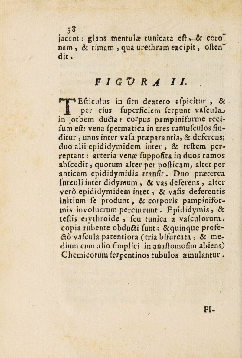 jacent: glans mentulae tunicata eft, & coro nam, & rimam > qua urethram excipit, often d ic. F I GV R A II. . TEfticulus in fitu dextero afpicitur , & per cius fuperficiem fcrpunt vafcula_> in _orbem duda: corpus pampiniforme reci- fum eft: vena fpermatica in eres ramufculos fin¬ ditur , unus inter vafa praeparantia, & deferens, duo alii epididymidem inter, & teftem per¬ reptant: arteria venae fuppofita in duos ramos abfcedit, quorum alter per pofticam, alter per anticam epididymidis tranfit. Duo praeterea furculi inter didymum , & vas deferens > alter vero epididymidem inter , & vafis deferentis initium fe produnt, & corporis pampinifor¬ mis involucrum percurrunt. Epididymis, & teflis erythroide , feu tunica a vafculorum.* copia rubente obdu&i funt: &quinque profe- dd vafcula patentiora (tria bifurcata , & me¬ dium cum alio fimplici in anaftomofim abiens) Chemicorum ferpentinos tubulos aemulantur . s / FI-