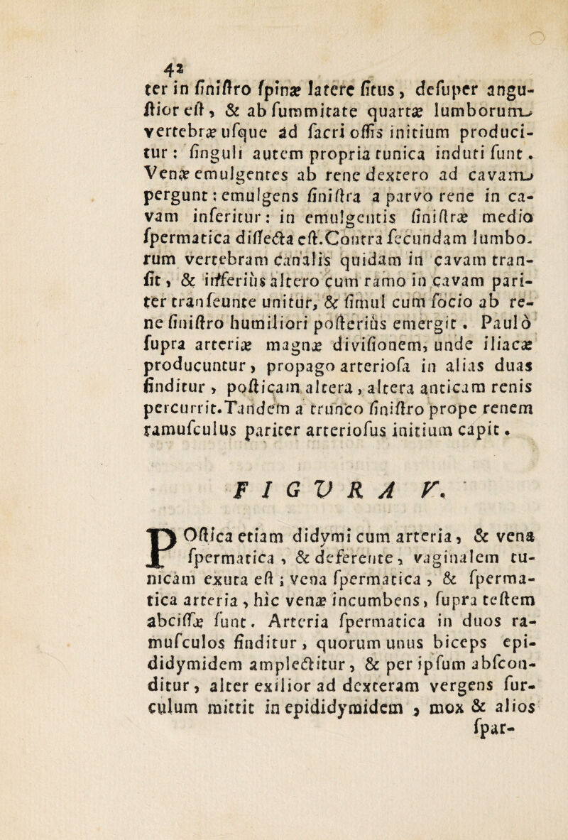 ter in finifiro fpinse latere fitus, defuper angu- ftioreft> & ab fummitate quarta lumborum^ vertebra ufque ad facri offis initium produci¬ tur : finguli autem propria runica induti funt. Vena? emulgentes ab renedexrero ad cavaro^ pergunt: emulgens finifira a parvo rene in ca¬ vam inferitur: in emulgentis finiffras medio fpermatica difie&a eft.Coutrafecundam lumbo¬ rum vertebram Canalis quidam in cavam tran- fit > & inferius altero cum ramo in cavam pari¬ ter tranfeunte unitur, & fimui cum facio ab re¬ ne finiftro humiliori pofterius emergit. Paulo fupra arteria magnae divifionem, unde iliacas producuntur > propago arteriofa in alias duas finditur > pofticam altera , altera anticam renis pcrcurrit.Tandern a trunco finiilro prope renem ramufeulus pariter arteriofus initium capit. F I G V R A V. PO/lica etiam didymi cum arteria, & vena fpermatica ■> & deferente 5 vaginalem tu¬ nicam exuta eft ; vena fpermatica > & fperma¬ tica arteria •> hic vena? incumbens> fupra tcftem abeiffe funt. Arteria fpermatica in duos ra- mufculos finditur, quorum unus biceps epi- didymidem ampieditur, & per ipfum abfeon- ditur, alter exilior ad dexteram vergens fur- culum mittit in epididymidem * mox & alios fpar-