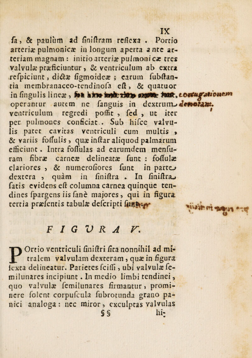 fa, & paulum ad finiftram reflexa • Portio arteria? pulmonicae in longum aperta ante ar¬ teriam magnam : initio arteriae puimonic* tres yalvulx praeficiuntur, & ventriculum ab extra refpiciunt, dirffae figmoidea? j carum fubffan- tia membranaceo-tendinofa eff > & quatuor in Angulis lineae , Ibi hi» tM*t, tM**^**»»!»*»»* operantur autem ne fanguis in dextrum-»JettoUm* ventriculum regredi poffit , fed , ut iter 1 pet pulmones conficiat . Sub hifce valvu¬ lis patet cavitas ventriculi cum multis > & variis foffulis, quae inftar aliquod palmarum efficiunt. Intra foflulas ad earumdem menfu- ram fibra: carnete delineatae funt : foflulas clariores , & numerofiores funt in parto dextera , quam in finiftra . In finiftra_» fatis evidens eft columna carnea quinque ten¬ dines fpargens iisfane majores, qui in figura, tertia prjefcncis tabula deferipti rx F I G V R A K, POrtio ventriculi finiffri fita nonnihil ad mi¬ tralem valvulam dexteram, quae in figura lexta delineatur. Parietes, fciffi, ubi valvulae fe- milunares incipiunt. In medio limbi tendinei, quo valvulae femilunares firmantur, promi¬ nere folent corpufcula fubrotunda grano pa¬ nici analoga: nec miror, exculptas valvulas § § hi-