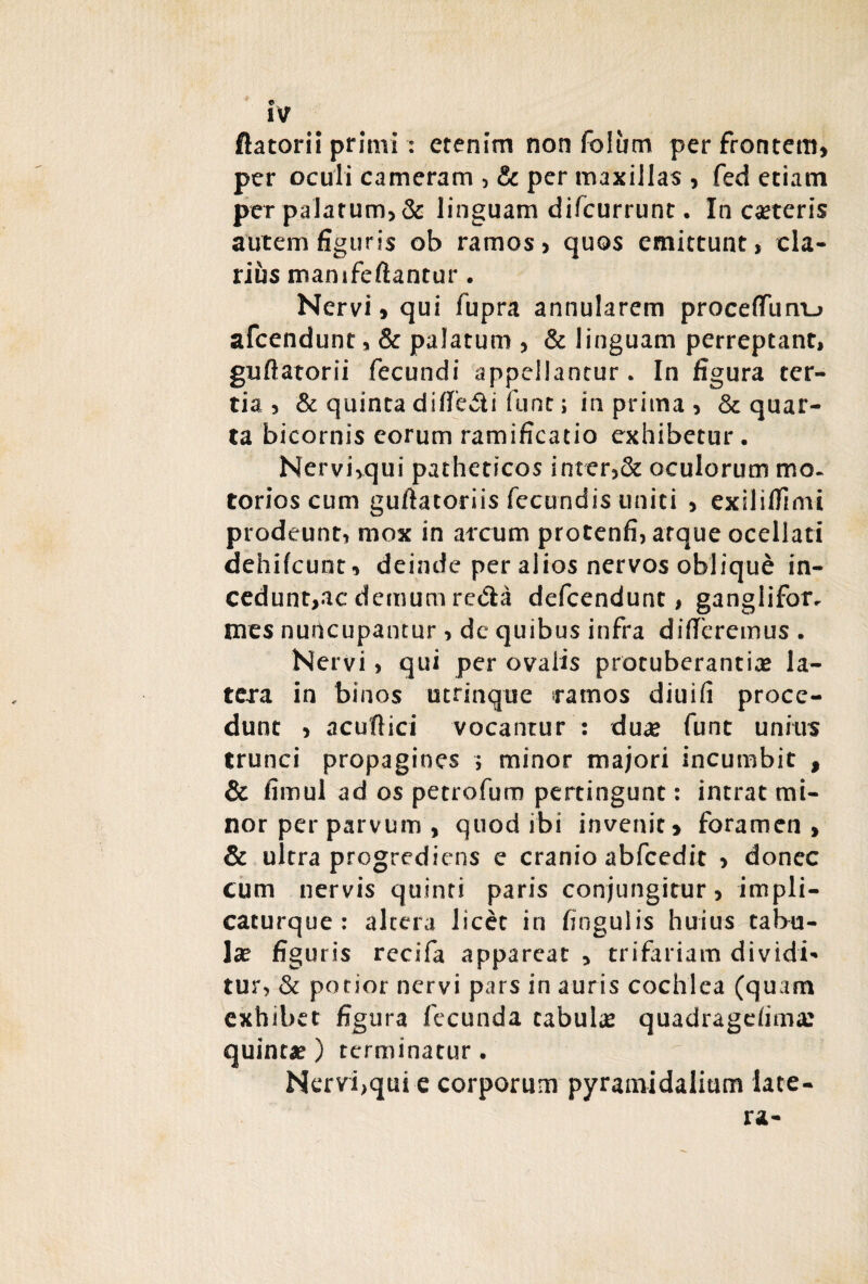 e IV flatori i primi: etenim non folum per frontem, per oculi cameram , & per maxillas , fed etiam per palatum, & linguam difcurrunt. Increteris autem figuris ob ramos, quos emittunt, cla¬ rius manifeftantur . Nervi, qui fupra annularem procefTiim_j afcendunt, & palatum , & linguam perreptant, guftatorii fecundi appellantur. In figura ter¬ tia, & quinta difieili funt; in prima , & quar¬ ta bicornis eorum ramificatio exhibetur. Nervhqui patheticos inter,& oculorum mo¬ torios cum guftatoriis fecundis uniti , exiliffimi prodeunt, mox in arcum protenfi, atque ocellati dehifcunt, deinde per alios nervos oblique in¬ cedunt, ac demum reda defcendunt, ganglifor. mes nuncupantur, de quibus infra differemus . Nervi > qui per ovalis protuberantia? la¬ tera in binos utrinque ramos diuifi proce¬ dunt , acuftici vocantur : du# funt unius trunci propagines ; minor majori incumbit , & fimul ad os petrofum pertingunt: intrat mi¬ nor per parvum , quod ibi invenit, foramen, & ultra progrediens e cranio abfcedit , donec cum nervis quinti paris conjungitur, impli- cacurque : altera licet in fingulis huius tabu¬ la? figuris rccifa appareat , trifariam dividi¬ tur, & potior nervi pars in auris cochlea (quam exhibet figura fecunda tabula? quadragdima: quinta?) terminatur. Nervi,qui e corporum pyramidalium late¬ ra-