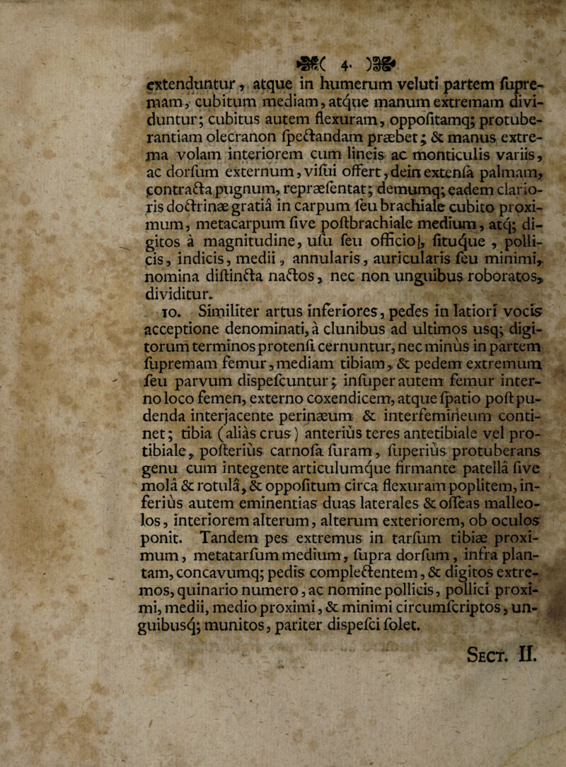 rSSKx 4* extenduntur * atque in humerum veluti partem fupre- mam, cubitum mediam , atque manum extremam divi¬ duntur; cubitus autem flexuram, oppofitamq; protube¬ randam olecranon fpedandam praebet; & manus extre¬ ma volam interiorem cum lineis ac monticulis variis, ac dorfum externum, vilui offert , deinextenfa palmam, jcontrada pugnum, repraefentat; demumq; eadem clario¬ ris dodrinae gratia in carpum feu brachiale cubito prpxi- mum, metacarpum five poftbrachiale medium, atej; di¬ gitos a magnitudine, ufu feu officio), fituque , polli¬ cis, indicis, medii, annularis, auricularis feu minimi,, nomina diftinda nados, nec non unguibus roboratos* dividitur. io. Similiter artus inferiores, pedes in latiori vocis acceptione denominati, a clunibus ad ultimos usq; digi¬ torum terminos protenfi cernuntur, nec minus in partem fupremam femur, mediam tibiam , & pedem extremum feu parvum dispefeuntur; infuper autem femur inter¬ no loco femen, externo coxendicem, atque fpatio poft pu¬ denda interjacente perinaeum & interfemirieum conti¬ net; tibia (alias crus ) anterius teres antetibiale vel pro- tibiale, pofterius carnofa furam, fiiperius protuberans genu cum integente articulumque firmante pateila five mola & rotula, & oppofitum circa flexuram poplitem, in¬ ferius autem eminentias duas laterales & offeas malleo¬ los, interiorem alterum, alterum exteriorem, ob oculos ponit. Tandem pes extremus in tarfum tibiae proxi¬ mum, metatarfum medium , fupra dorfum , infra plan¬ tam, concavumq; pedis compledentem, & digitos extre¬ mos, quinario numero, ac nomine pollicis, pollici proxi¬ mi, medii, medio proximi, & minimi circumfcriptos, un- guibusq; munitos, pariter dispefei folet.