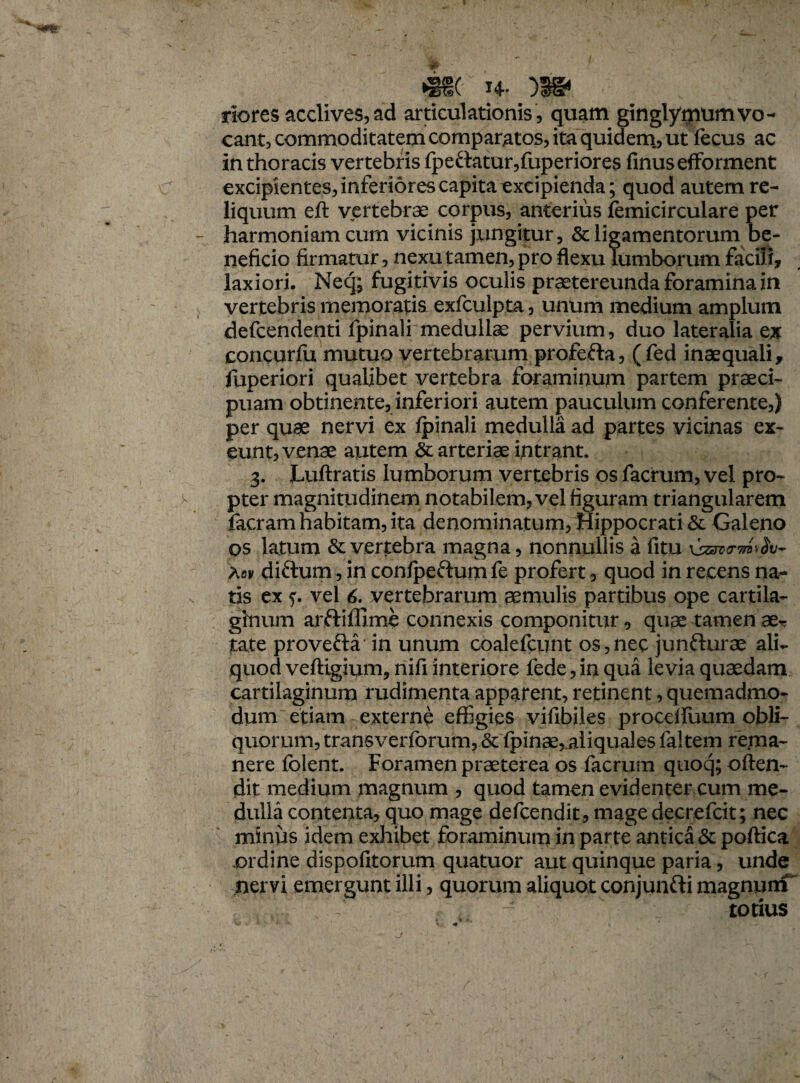 m i*- riores acclives, ad articulationis, quam ginglymum vo¬ cant, commoditatem comparatos, ita quidem, ut fecus ac in thoracis vertebris fpettatur,fuperiores finusefforment excipientes, inferiores capita excipienda; quod autem re¬ liquum eft vertebrae corpus, anterius femicirculare per harmoniam cum vicinis jungitur, & ligamentorum be¬ neficio firmatur, nexu tamen, pro flexu lumborum facili, laxiori. Neq; fugitivis oculis praetereunda foramina in vertebris memoratis exfculpta, unum medium amplum defcendenti fpinali medullae pervium, duo lateralia ex concurfu mutuo vertebrarum profefta, (fed inaequali, fuperiori qualibet vertebra foraminum partem praeci¬ puam obtinente, inferiori autem pauculum conferente,) per quae nervi ex fpinali medulla ad partes vicinas ex¬ eunt, venae autem .& arteriae intrant. 3. JLuftratis lumborum vertebris os facrum, vel pro¬ pter magnitudinem notabilem, vel figuram triangularem facram habitam, ita denominatum, Hippocrati & Galeno os latum & vertebra magna, nonnullis a fitu Ac* diftum, in confpeftum fe profert, quod in recens na¬ tis ex j. vel 6. vertebrarum aemulis partibus ope cartila¬ ginum arftiflxme connexis componitur, quae tamen ae¬ tate provefta* in unum coalefcunt os,nec junfturae ali¬ quod veftigium, nifi interiore fede, in qua levia quaedam cartilaginum rudimenta apparent, retinent, quemadmo¬ dum etiam externe effigies vifibiles proceiluum obli¬ quorum, transverforum, & (pinae,aliqua! es faltem rema¬ nere folent. Foramen praeterea os facrum quoq; offen¬ dit medium magnum , quod tamen evidenter cum me¬ dulla contenta, quo mage defeendit, magedecrefcit; nec minus idem exhibet foraminum in parte antica & poftica ordine dispofitorum quatuor aut quinque paria, unde nervi emergunt illi, quorum aliquot conjunfti magnuitf totius