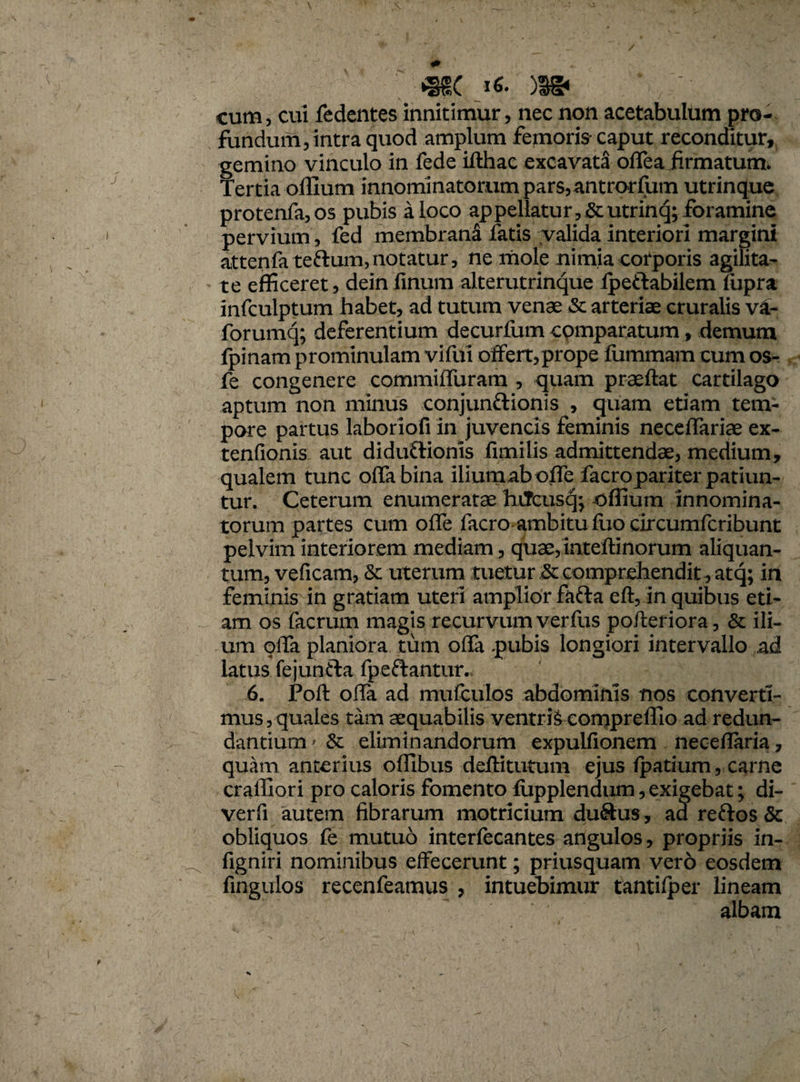 cum, cui fedentes innitimur, nec non acetabulum pro¬ fundum, intra quod amplum femoris-caput reconditur, gemino vinculo in fede ifthac excavata offea firmatum. Tertia oflium innominatorum pars,antrorfum utrinque protenfa,os pubis a loco appellatur,&utrinq; foramine pervium, fed membrana fatis valida interiori margini attenfateftum,notatur, ne mole nimia corporis agilita¬ te efficeret, dein finum alterutrinque ipeftabilem fupra infculptum habet, ad tutum venae & arteriae cruralis vi- forumq; deferentium decurfum cpmparatum, demum fpinam prominulam vifui offert,prope fummam cum os- fe congenere commiffuram , quam praeftat cartilago aptum non minus conjun&ioms , quam etiam tem¬ pore partus laboriofi in juvencis feminis neceffariae ex- tenfionis aut didu&ioms .fimilis admittendae, medium, qualem tunc offa bina iliumaboffe facropariter patiun¬ tur. Ceterum enumeratae hCfcusqj offium innomina¬ torum partes cum offe facro ambitu flio circumfcribunt pelvim interiorem mediam, quae, inteflinorum aliquan¬ tum, veficam, & uterum tuetur & comprehendit, atq; in feminis in gratiam uteri amplior fafta eft, in quibus eti¬ am os facrum magis recurvum verfus pofteriora, & ili¬ um offa planiora tum offa pubis longiori intervallo ad latus fejunfta fpeftantur. 6. Poft offa ad mufculos abdominis nos converti¬ mus, quales tam aequabilis ventris compreffio ad redun¬ dantium^ & eliminandorum expulfionem neceflaria, quam anterius offibus deffitutum ejus fpatium, carne cralliori pro caloris fomento fupplendum, exigebat; di- verfi autem fibrarum motricium du&us, aa reftos & obliquos fe mutuo interfecantes angulos, propriis in- figniri nominibus effecerunt; priusquam vero eosdem fingulos recenfeamus , intuebimur tantilper lineam albam