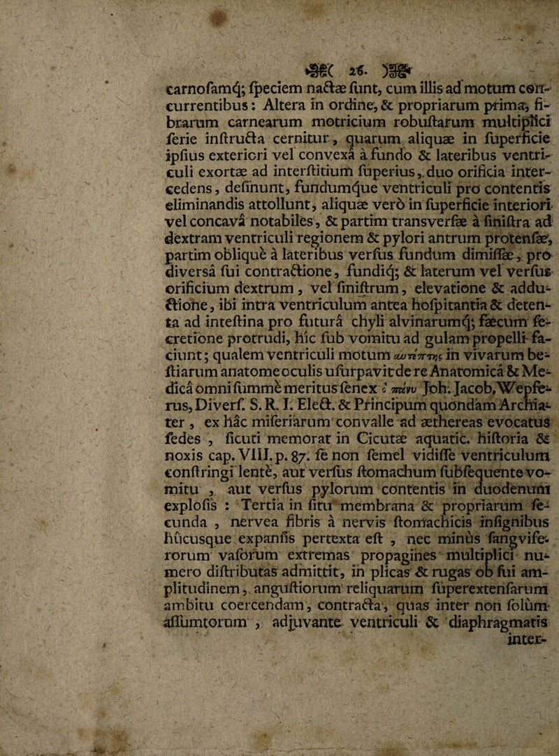 •SR x6. yg§r , _ < . -v ; carnofamq; fpeciem naftaelimt, cum illis ad motum csit- currentibus: Altera in ordine, & propriarum prima-, fi¬ brarum carnearum motricium robuftarum multiplici ferie inftrufta cernitur , quarum aliquae in fuperficie ipfius exteriori vel convexa a fundo & lateribus ventri¬ culi exortae ad interftitium fuperius,.duo orificia inter¬ cedens, definunt, fundum^ue ventriculi pro contentis eliminandis attollunt, aliquae vero in fuperficie interiori vel concava notabiles, & partim transverfk a fmiftra ad dextram ventriculi regionem & pylori antrum protenfae’, partim oblique a lateribus verfus fundum dimiflae, pro diversa fui contractione, fundiq; & laterum vel verfus orificium dextrum, vel finiftrum, elevatione & addu- ftione 3 ibi intra ventriculum antea hofpitantia & deten¬ ta ad inteftina pro futura chyli alvinarumcj; faecum fk- cretione protrudi, hic fub vomitu ad gulam propellt fa¬ ciunt; qualem ventriculi motum eumyrhis in vivarum be- ftiarum anatome oculis ufbrpavitde re Anatomica & Me¬ dica omni fumme meritus fenex i nuw Jbh. JacobfWepfe- ruSjDiverf. S. R. I. Eleft. & Principum quondam Archia- ter , ex hac miferiarum convalle ad aethereas evocatus fedes , ficuti memorat in Cicutae aquarie, hiftoria <5c noxis cap. VIII.p. 87. fenon femel vidifle ventriculum conftringi lente, aut verius ftomachum fubftqucnte vo¬ mitu ,, aut verfus pylorum contentis in duodenum explofis : Tertia in fitu membrana propriarum fe¬ cunda , nervea fibris a nervis ftorrlachicis infignibus hucusque expanfis pertexta eft , nec minus fangvife- rorum vaforum extremas propagines multiplici nu* mero diftributas admittit, in plicas <& rugas ob fili am¬ plitudinem , anguftiorum reliquarum fuperextenfarum ambitu coercendam , contrafta, quas inter non folum aflumtorum , adjuvante ventriculi & diaphragmatis inter-