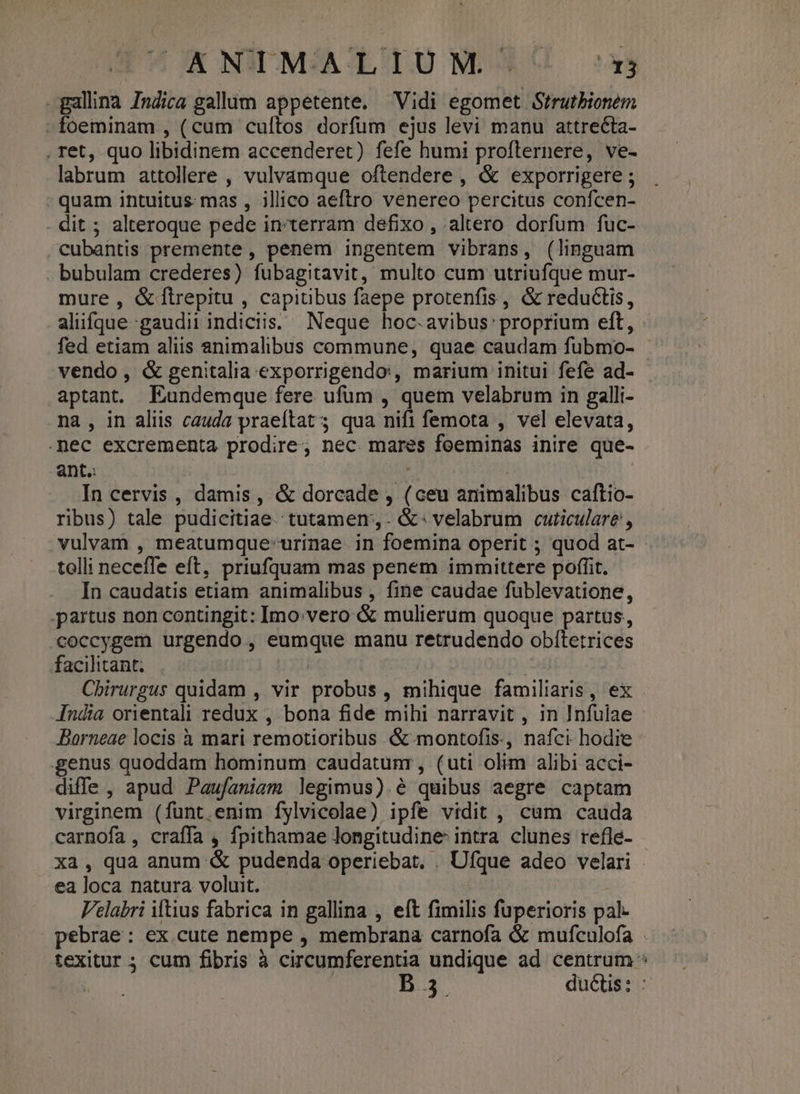 K NNM;ALIUM. -- 7*3 gallina Indica gallum appetente. Vidi egomet Strutbionem foeminam , (cum cultos dorfum ejus levi manu attrecta- . ret, quo libidinem accenderet) fefe humi profternere, ve- labrum attollere , vulvamque oftendere , &amp; exporrigere ; - quam intuitus mas , illico aeftro venereo percitus confcen- dit ; alteroque pede in terram defixo, altero dorfum fuc- cubantis premente , penem ingentem vibrans, (linguam bubulam crederes) fubagitavit, multo cum utriufque mur- mure , &amp;ftrepitu , capitibus faepe protenfis, &amp; reductis, fed etiam aliis animalibus commune, quae caudam fubmo- vendo, &amp; genitalia exporrigendo:, marium initui fefe ad- aptant. Eundemque fere ufum , quem velabrum in galli- na , in aliis cauda praeítat 5 qua nifi femota , vel elevata, nec excrementa prodire, nec. mares foeminas inire que- ant. , In cervis , damis, &amp; dorcade , (ceu animalibus caftio- ribus) tale pudicitiae. tutamen',. &amp;: velabrum cuticulare, vulvam , meatumque-urinae in foemina operit ; quod at- telli neceffe eft, priufquam mas penem immittere poffit. In caudatis etiam animalibus , fine caudae fublevatione, partus non contingit: Imo:vero &amp; mulierum quoque partus, coccygem urgendo, eumque manu retrudendo obítetrices facilitant. | | Cbiruraus quidam , vir probus , mihique familiaris, ex Borneae locis à mari remotioribus &amp; montofis., nafci hodie genus quoddam hominum caudatunr, (uti olim alibi acci- diffe, apud Paufaniem legimus).é quibus aegre captam virginem (funt enim fylvicolae) ipfe vidit , cum cauda carnofa, craffa , fpithamae longitudine: intra clunes refle- ea loca natura voluit. Velabri iftius fabrica in gallina , eft fimilis fuperioris pal- €
