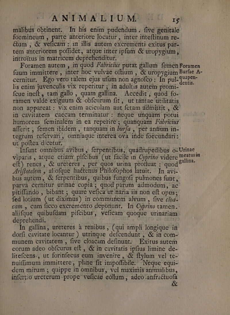 ANIMALIUM rg malibis obtinent. In his enim pudehdum. five genitale foemineum , parte anteriore locatur, inter inteftinum re- &amp;uam , &amp; veficam : im illis autem excremeriti exitus par- tem anteriorem poffidet, atque inter ipfum &amp; uropygium , introitus in matricem deprehenditur. | Foramen autem , in quod Fa/ricius putat gallum femen Foramen - füum immittere , inter hoc vulvae oftium , &amp; uropygiüm Burfae A- cernitur, Ego vero talem ejus ufum non agnofco : In pul- Q??Pen- lis enim juvenculis vix reperitur ; in adultis autem ogni e fcue ineft, tam gallo , quara gallina. Accédit , quod fo- ramen valdé exigaum &amp; obfcurum fit, ut tantae ttilitatis non appareat: vix enim aciculam aut fetam ddínittit , &amp; in cavitatem caecam terminatur: feque unguám! potui humorem feminalem in ea reperire; quanquam Fabricius afferit , femen ibidem , tanquam in Dur/a , pet antium in- tegrum refervari, omniaque intered ova inde foecündari : ut poítea dicetur, . Tunt PR Ner Wr BU | Infunt omnibus avibus , ferpentibus; quadrupedibus o-Urinae. viparis, atque etianr pifcibus (ut facile in. Cyprino videre meatusta eít) renes, &amp; uréteres , per quos urina profluat : quod? riftotelem , aliofque haétenus Philofophos latuit. In avi- bus autem, &amp; ferpentibus, quibus fungofi pulmones funt, parva cernitur urinaé copià; quod parum admodum, ac pitiffando , bibant ; quare vefica urinaria iis non eft opus; fed lotium (ut diximus) in communem alvum , five cloa- ram , cum ficco excremento deponunt. In Cyprino tamen. alifque quibufdam pifcibus, veficam quoque urinariam deprehendi. .- | ! ivo n. dem In galina, ureteres à renibus, (qui ampli longique in dorfi cavitate locantur ) utrinque defcendunt , &amp; in com- munem cavitatem , five cloacam definunt. | Exitus autem eorum adeo obfcurus elt , &amp; in cavitatis ipfius limine de- litefcens., ut forinfecus eum invénire , &amp; ftylum vel te- nuiffimum immittere, plaine fit impoffibile: Neque equi- dem mirum ; quippe in omnibus, vel maximis antmalibus, infertio ureterum prope veficáe cóllum, adeo.anfractuofa allina.