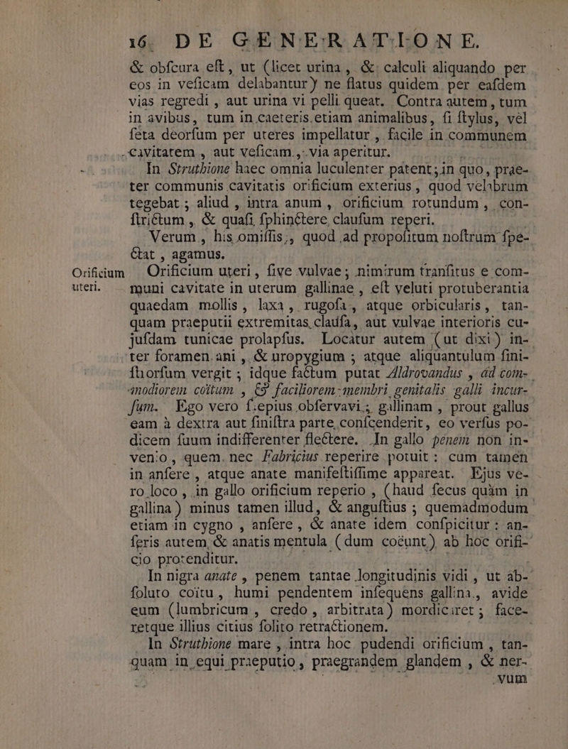 &amp; obfcura eft, ut (licet urina, &amp;. calculi aliquando per eos in veficam delabantur) ne flatus quidem per eafdem vias regredi , aut urina vi pelli queat. Contra autem , tum in avibus, tum in caeteris.etiam animalibus, fiítylus, vel feta deorfum per uteres impellatur , facile in communem Civitatem , aut veficam.,-.via aperitur. iu e Ma In Strutbione haec omnia luculenter patent ;in quo, prae- ter communis cavitatis orificium exterius, quod velbrum tegebat ; aliud , intra anum , orificium rotundum , con- firiétum ,. &amp; quafi fphinctere claufum reperi. Verum , his omiffis;, quod ad propofitum noftrum fpe- Ctat , agamus. Orfidum . Orificium uteri, five vulvae; nimirum tranfitus e com- uter. ——. puni cavitate in uterum gallinae , eft veluti protuberantia quaedam mollis , laxa, rugofa, atque orbicularis, tan- quam praeputii extremitas, cladfa , aut vulvae interioris cu- jufdam tunicae prolapfus. Locatur autem (ut dixi) in- ter foramen ani ,. «&amp; nropygium ; atque aliquantulum fini- fhorfum vergit ; idque faétum putat Z/drovandus , dd com- 4nodiorem coitum. , €9 faciliorem -1membri, genitalis galli incur-. fum. Ego vero f:epius obfervavi; gallinam , prout gallus eam à dextra aut finiftra parte, confcenderit, eo verfus po- dicem fuum indifferenter flectere. In gallo penem non in- venio, quem. nec Jabricius reperire potuit : cum tamen in anfere , atque anate manifeítifime appareat. Ejus ve- ro loco, in gallo orificium reperio , (haud fecus quim in. galina) minus tamen illud, &amp; anguftius ; quemadmodum etiam 1n cygno , anfere , &amp; anate idem confpicitur : an- feris autem, &amp; anatis mentula ( dum coéunt) ab hoc orifi- Cio protenditur. vo In nigra azate , penem tantae longitudinis vidi , ut ab- foluto coitu, humi pendentem infequens gallina, avide eum (lumbricum , credo , arbitrata) mordiciret ; face- retque illius citius folito retractionem. ! 3l In Strutbione mare , intra hoc. pudendi orificium , tan- quam in equi prieputio , praegrandem glandem , &amp; ner- : vum