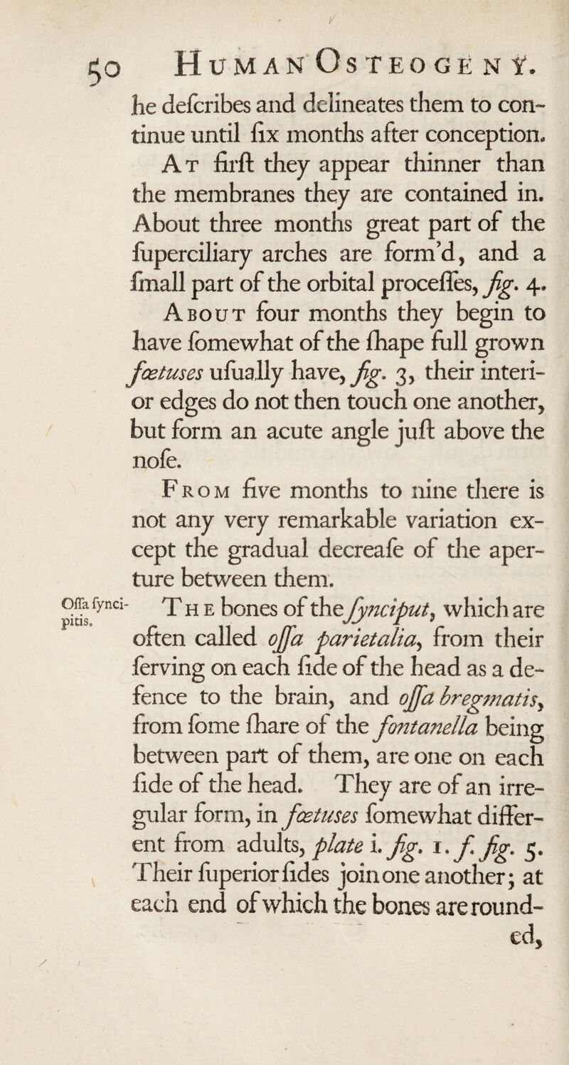 lie defcribes and delineates them to con¬ tinue until fix months after conception. At firft they appear thinner than the membranes they are contained in. About three months great part of the fuperciliary arches are form’d, and a fmall part of the orbital procefies, fig. 4. About four months they begin to have fbmewhat of the fhape full grown foetuses ufually have, fig. 3, their interi¬ or edges do not then touch one another, but form an acute angle juft above the nofe. From five months to nine there is not any very remarkable variation ex¬ cept the gradual decreafe of the aper¬ ture between them. The bones of the fynciput, which are often called ofia parietalia., from their ferving on each fide of the head as a de¬ fence to the brain, and ojfa bregmatis, from fbme fhare of the fontanella being between part of them, are one on each fide of the head. They are of an irre¬ gular form, in foetuses fomewhat differ¬ ent from adults, plate i. fig. 1 .f. fig. 5. Their fuperiorfides join one another; at each end of which the bones are round¬ ed,