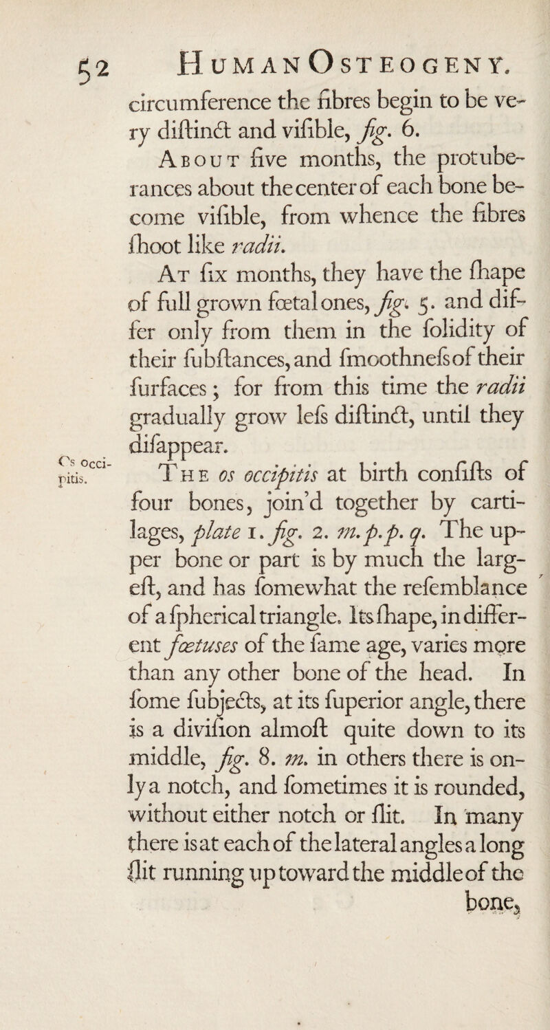 circumference the fibres begin to be ve¬ ry diftind and vifible, fig. 6. About five months, the protube¬ rances about the center of each bone be¬ come vifible, from whence the fibres ihoot like radii. At fix months, they have the fhape of full grown fetal ones, figi 5. and dif¬ fer only from them in the folidity of their fubftances, and fmoothnefs of their furfaces; for from this time the radii gradually grow lei's diflind, until they difappear. The os occipitis at birth confifls of four bones, join’d together by carti¬ lages, plate 1. fig. 2. m.p.p. q. The up¬ per bone or part is by much the larg¬ ed:, and has fomewhat the refemblance of a fpherical triangle. Its fhape, in differ¬ ent foetuses of the fame age, varies mqre than any other bone of the head. In lome fubjeds, at its fuperior angle, there is a divifion almoft quite down to its middle, jig. 8. m. in others there is on¬ ly a notch, and fometimes it is rounded, without either notch or flit. In many there is at each of the lateral angles a long flit running up toward the middle of the bonej