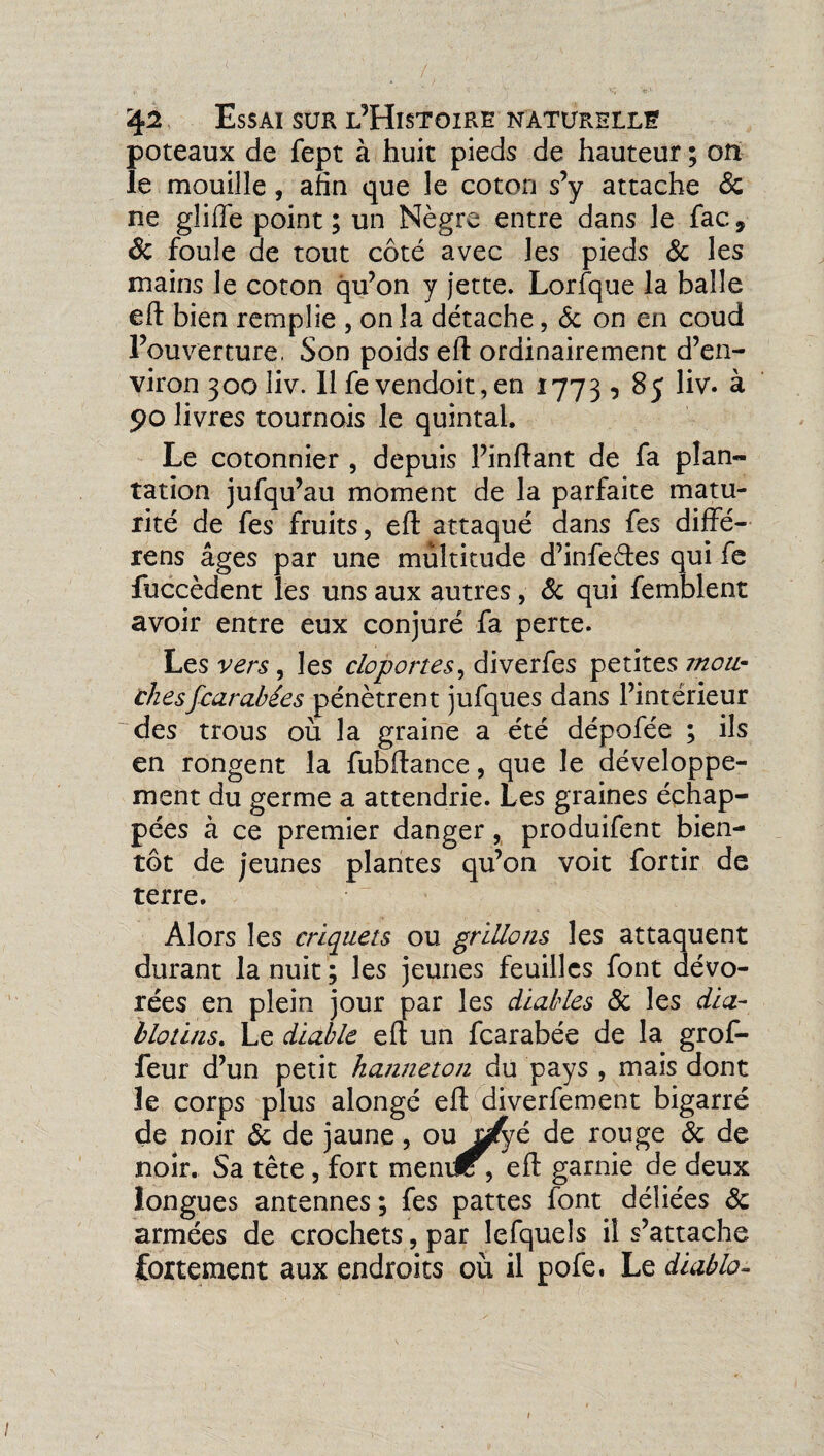 poteaux de fept à huit pieds de hauteur ; on le mouille, afin que le coton s’y attache 8c ne gliiïe point ; un Nègre entre dans le fac 9 Ôc foule de tout côté avec les pieds 8c les mains le coton qu’on y jette. Lorfque la balle efl bien remplie , on la détache, 8c on en coud l’ouverture, Son poids eil ordinairement d’en¬ viron 300 liv. Il fe vendoit, en 17735 85 liv. à 90 livres tournois le quintal. Le cotonnier , depuis l’inflant de fa plan¬ tation jufqu’au moment de la parfaite matu¬ rité de fes fruits, efl: attaqué dans fes diffé- rens âges par une multitude d’infeétes qui fe fuccèdent les uns aux autres, 8c qui femblent avoir entre eux conjuré fa perte. Les vers, les cloportes, diverfes petites mou¬ chesfcarabées pénètrent jufques dans l’intérieur des trous où la graine a été dépofée ; ils en rongent la fubftance, que le développe¬ ment du germe a attendrie. Les graines échap¬ pées à ce premier danger, produifent bien¬ tôt de jeunes plantes qu’on voit fortir de terre. Alors les criquets ou grillons les attaquent durant la nuit ; les jeunes feuilles font dévo¬ rées en plein jour par les diables 8c les dia¬ blotins. Le diable efl: un fearabée de la grof- feur d’un petit hanneton du pays , mais dont le corps plus alongé efl: diverfement bigarré de noir 8c de jaune, oujÿfyé de rouge 8c de noir. Sa tête, fort menile , efl: garnie de deux longues antennes ; fes pattes font déliées 8c armées de crochets, par lefquels il s’attache fortement aux endroits où il pofe. Le diablo- 1