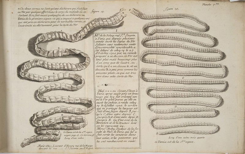 mer &lt; : : 7 £ d à PE À ES k \ k é “ x 1: La. cornes ne S ane 77 B, figure, 20... £ QE Ver par quelque effortdans Le corps du malade ou en. 104 19. E 76 Jortant.IlSe fait aussi rude ces déchirures au 5 Vs Tœnia de la premiere espece ce qua tt oran | ml AL ANS NN &lt;&lt; Ps qui ont prés ces déchirures pour de veritables cornes, el. SE NA ss osà de : lextremike au elle Rene es la teste du Ver. K\ À sw! : Ne ù PA AL Na ON Re AZ le la Sotayeruë SJ. EUETTUL, | es ALAN La [fa farw, que depuis plusieurs Art |annezs auoit les Signes du Ver Joktare sans neanmotns sentir ne IT M djreommo die considerable a SE RS été délure de cuy-oy le 27 ee 2700 par un remnede || (KE + eparé. a ee drssaun.@Vér est S Lun De AK Do à out plat rats beaucoup plus. a, SK 7 | a hp LA M. mn E K£CI os À dun Serrs que de laulre, er ., SI = \ “ À A À \ ES ND = , } \ re’: } ALL \{ ul à LS NN ESS J orle quil a un dessus À ,e£uñ SRE eu FRERE Xe a S dll =. À. D | dessous B,a peu pres conne Les LÔ issons plaës ; cegu est es. ÉÈRQQCXQGQOXX ue = « pus &gt; PRET 7 Re ES Ir d à GA - || rare dans cette Sorte de Ver. ne RE RS SR | Pa EL E Le . re Ë = RARE ET RSS ne JS pr pen A L LEYS ( Ze. TT Poe SAR A nn | Joe = N EE © SSSR AN NC L sex re - F RSS NN K NES | set Mr He Fra HT e At Fe | | Mad xx x au _GmetJ': Tan a D ee ae 7e : | Parrs, Tef auoW PTS UT breu ap . # do Rene | &amp; QE qua { «Tr uage q qua 4727 (224 CA CON — Edit — ST : | N NA À FÉCEE , SSSS 2 2.\ ee SRE a ni te je su se Fe de Ver FA Ltp Re qu ‘elle ce à | Sas Csa=— ARR © we = De en — = auot les jncces, a rendu celry PUR 22 de1%juidllet 1700, le cordon an QU 1e c | : uz ps dx largeur et \ Se Nes —— NS une e façon depurs B,qus - Se 2 SSSR ess DR D qu'a C, dune autre depuis €, us? qu «D, et dune autre dipus D, RER enr M Lyusvqu'a À, Ces Ver sont de da, PA + SuLLE es dmension e£ : de la Structure dont RSS A 2 IL on Les represente tey, LAN Mons. ie Are de la fa- je AN espece culte de Med, de Paris, qui Les æ voyez AE 43. Ce morceau éfl Jait SOTUr, des CONS ET ; JN Long d'une auine leur entrer, etes personnes qui RSS Les ont rez dis Jonc ent sue, Ars Chez Z aurent d’ Houry rué de la Harpe devant lé Pire ne ul 8 ji euLerir au! FEspril. Long pa 7 bois os CTœrua est de la 1**espece. à jé Émis , ” _ a , PU DR EE