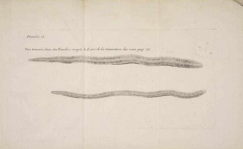 de. + - Planche 18. Vers trouvez dans des LT. anches, voyez L Liwre dela Generakion des vers PAT: 37: du I ms Ho Hi SL PTT nn NT “ j . on a NS M Sos nd sé 1 oh Le Sd ii 0 Qi An “ Le Nu Es Det ne