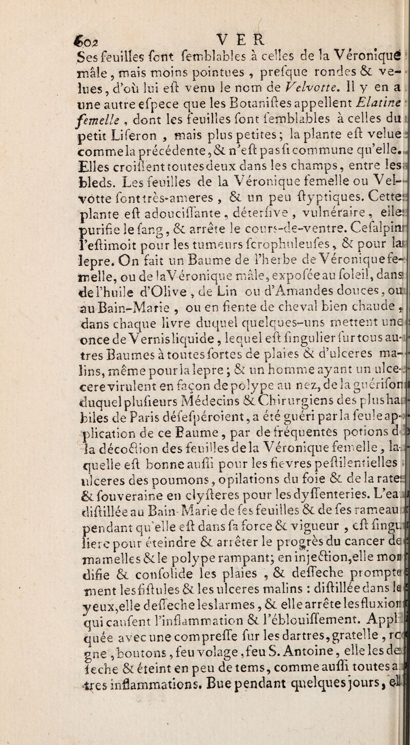 «02 VER , . . i Ses feuilles fcnt fetr.blables à celles de 1a Véronîqué | mâle 5 mais moins pointues , prefqne rondes & ve- ; lues, d’où lui eft venu le nom de Velvotte, Il y en a i une autre efpece que les Botar.iftes appellent Elatim ■ femelle , dont les feuilles font femblables à celles du petit Liferon , mais plus petites; la plante ed; velue^ commela précédente 5&n’ed:pasficommune quelle.,, Elles croillent toutes deux dans les champs, entre les., bleds. Les feuilles de la Véronique femelle ou Vel— vôtte fontîrès-ameres , & un peu ftyptiques. Cette“ plante eft adoucÜTante , déterhve , vulnéraire, elle.': purifie le fang, & arrête le court-de-venîre. Cefalpinr l’efiimoit pour les tumeurs fcrophuleufes, & pour laf- lepre. On fait un Baume de l’herbe de Véroniquefe- melle, oudelaVéroniquemâle,exporéeaufoIeil,dans! ; de l’huile d’Olive > de Lin ou d’Amandes douces, ou;, au Bain-Marie , ou en fiente de cheval bien chaude , dans chaque livre duquel quelques-uns mettent une s oncedeVernisliquide, lequel eft fingulierfurtcus au-; * très Baumes à toutes fortes de plaies & d’ukeres ma-? lins, même pour la lepre ; & un homme ayant un ulce- ‘ cerevirulent en façon de polype au nez, de la guérifonj duquelplufieurs Médecins ^ Chirurgiens des pîusha: i biles de Paris défefpéroient, a été guéri parla feuleap-;- plicatlon de ce Baume, par de fréquentes potions d' 5 la décoélion des feuilles de la Véronique femelle, la-. ^ quelle eft bonne aufti pour lesfievres peftilentielles ; ulcérés des poumons, opilations du foie & delarate^' &fouveraine en clyfteres pour lesdyftenteries. L’eaal diftillée au Bain Marie de fes feuilles & de fes rameau ! pendant qif elle eft dans fa force ôc vigueur , cftfingi.u iierc pour éteindre & arrêter le progrès du cancer de : mamelles &:ie polype rampant; en inje<ftion,elle mon ‘ difie & confolide les plaies , & deffeche prompt» : ment lesfiftules & les ulcérés malins : diftillée dans la s y eux,elle deftecheleslarmes, & elle arrête lesfluxionj quicar.fent rinfiammation & l’éblouiffement. Appl I quée avec une compreffe fur les dartres,gratelle , ro gne , boutons, feu volage ,feu S. Antoine, elle les de. ieche & éteint en peu de tems, comme aufti toutes a ; s inflammations. Bue pendant quelques jours, el