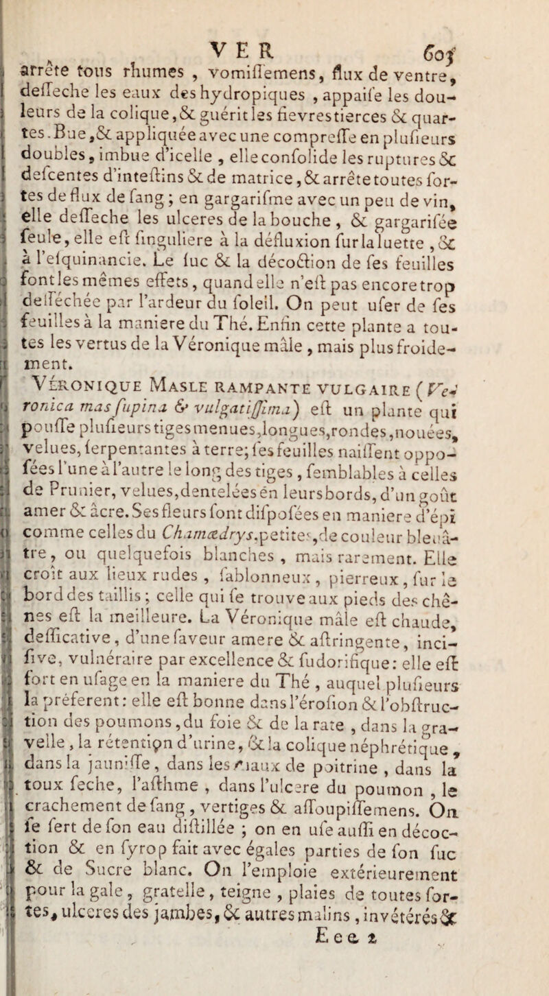 , VER ^03^ arrête tons rhumes , vomifîemens, flux de ventre, defleche les eaux des hydropiques , appaife les dou¬ leurs de la colique,& guérit les tievrestierces Sc quar¬ tes.Bue,& appliquéeavecune comprclTeen plufieurs doubles, imbue d’icelle , elleconfolide les rupturesSc defcentes d inteftins&de matrice, & arrête toutes for¬ tes de flux de fang ; en gargarifme avec un peu de vin, elle deffeche les ulcérés de la bouche , & gargarifée feule, elle eft finguliere à la défluxion fur la luette ,6c a 1 elquinancie. Le lue & la décoélion de Tes teuilles font les mêmes effets, quand elle n’efl pas encore trop delféchéc par l’ardeur du folell. On peut ufer de fes feuilles à la maniéré du Thé. Enfln cette plante a tou¬ tes les vertus de la Véronique mâle , mais plus froide¬ ment. VÉRONIQUE MaSLE RAMPANTE VULG AIRE ( f ronica mas fiipina & vul^atijjlma) efl; un plante qui pouffe plufieurs tiges menues,longue.s,rondes,nouées, velues, ferpentantes à terre; fes fe'uilles nailfent oppo- fées l’une à l’autre le long des tiges, femblables à celles de Prunier, velues,dentelées én leursbords, d’un goût amer & âcre. Ses fleurs font difpofées en maniéré d’épi comme celles du Chamædrys.^^aine^^^,<2 couleur bleuâ¬ tre, ou quelquefois blanches, mais rarement. Elle croît aux lieux rudes , fablonneux , pierreux , fur le bord des taillis; celle qui fe trouve aux pieds des chê¬ nes efl: la meilleure. La Véronique mâle efl: chaude, deflicative, d’une faveur amere & aflringente, inci- five, vulnéraire par excellence & fudorifique: elle eff fort en ufage en la maniéré du Thé , auquel plufieurs la préfèrent : elle efl bonne dans l’érofion & l'obflruc- tion des poumons,du foie & de la rate , dans la gra- velle , la rétenti9n d’urine, «Scia colique néphrétique , dans la jauniffe, dans iesAiaux de poitrine , daiis la* toux feche, 1 affhme , dans 1 ulcéré du poumon , le crachement de fang, vertiges & affoupiffemens. On. fe fert de fon eau diflillée ; on en ufe aufli en décoc¬ tion & en fyroP fait avec égales parties de fon fuc ôc de Sucre blanc. On 1 emploie extérieurement pour la gale, gratelle, teigne , plaies de toutes for¬ tes^ ulcères des jambes, 5c autres malins, invétérés^C Eco, Z