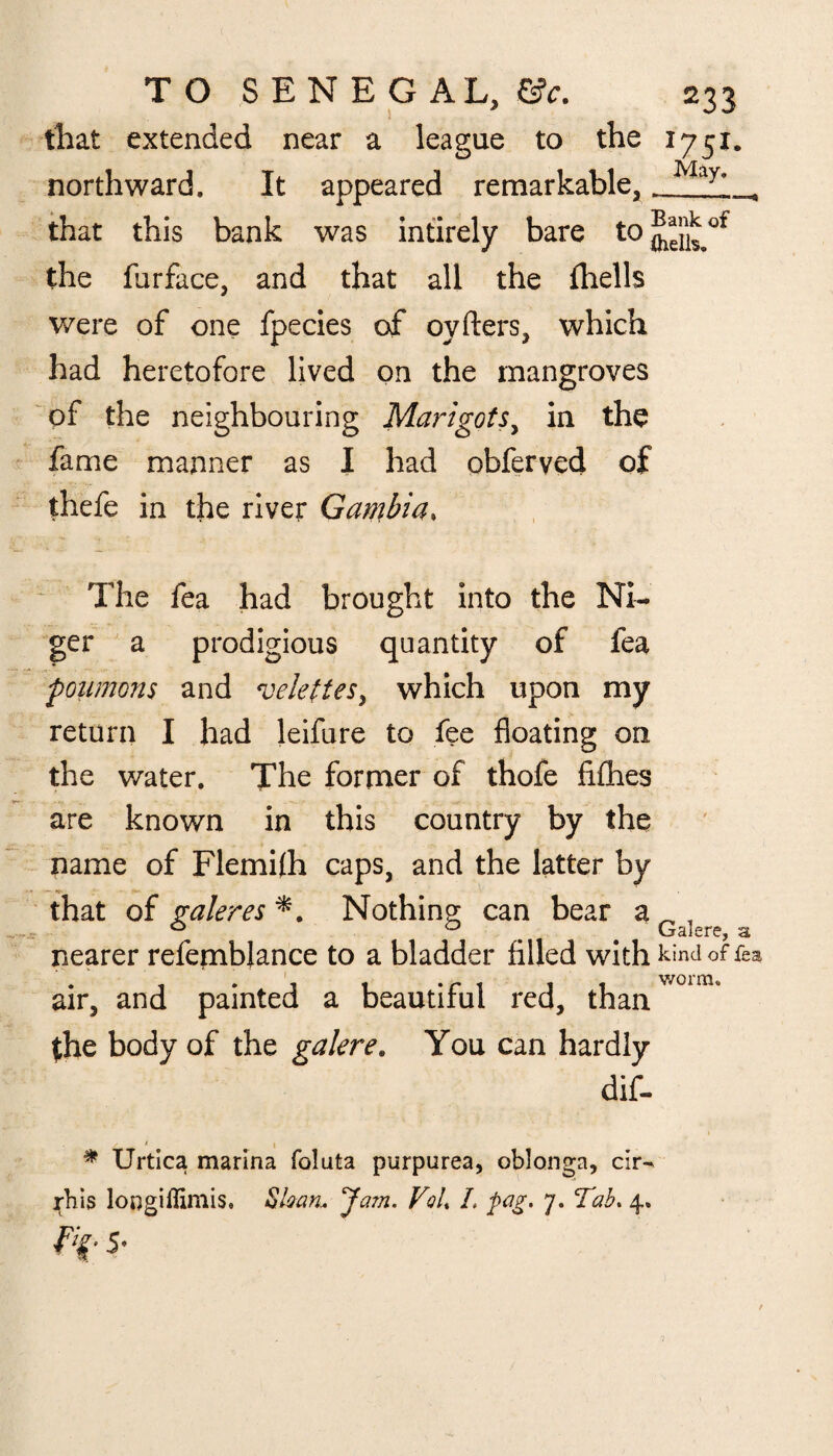 that extended near a league to the 17 51. northward. It appeared remarkable,. May* that this bank was intirely bare to the furface, and that all the fhells were of one fpecies of oyfters, which had heretofore lived on the mangroves of the neighbouring Marigotsy in the fame manner as I had obferyed of thefe in the river Gambia» The fea had brought into the Ni¬ ger a prodigious quantity of fea poumons and veleftes, which upon my return I had leifure to fee floating on the water. The former of thofe fiflies are known in this country by the name of Flemflh caps, and the latter by that of galeres *. Nothing can bear a vjciicrCj <& nearer refembjance to a bladder filled with kind of fea, air, and painted a beautiful red, than (he body of the galere. You can hardly dif- * * Urtica marina foluta purpurea, oblonga, c:r^ rhis longiflimis, Shan. Jam. VqU L fag. 7. Tab. 4. ■ 5-