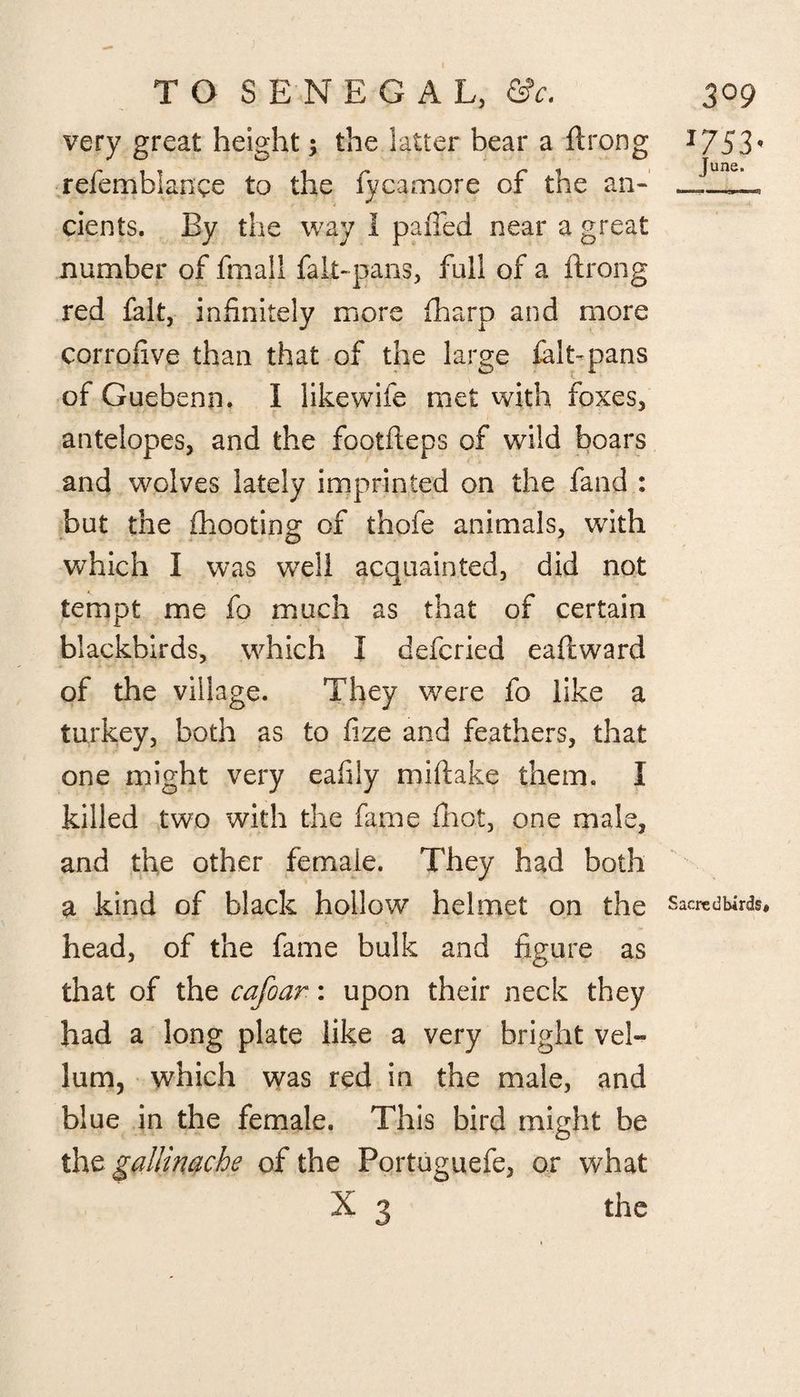 very great height; the latter bear a ftrong 1753^ refemblange to the fycamore of the an- dents. By the way I palled near a great number of fmail fak-pans, full of a ftrong red fait, infinitely more fharp and more corrofive than that of the large ialt-pans of Guebenn. I like wife met with foxes, antelopes, and the footfteps of wild boars and wolves lately imprinted on the fand : but the {hooting of thofe animals, with which I was well acquainted, did not tempt me fo much as that of certain blackbirds, which I defcried eaftward of the village. They were fo like a turkey, both as to fize and feathers, that one might very eafiiy miftake them. I killed two with the fame fhot, one male, and the other female. They had both a kind of black hollow helmet on the sacredbirds* head, of the fame bulk and figure as that of the cafoar: upon their neck they had a long plate like a very bright vel¬ lum, which was red in the male, and blue in the female. This bird might be the gallinache of the Portuguefe, or what X 3 the