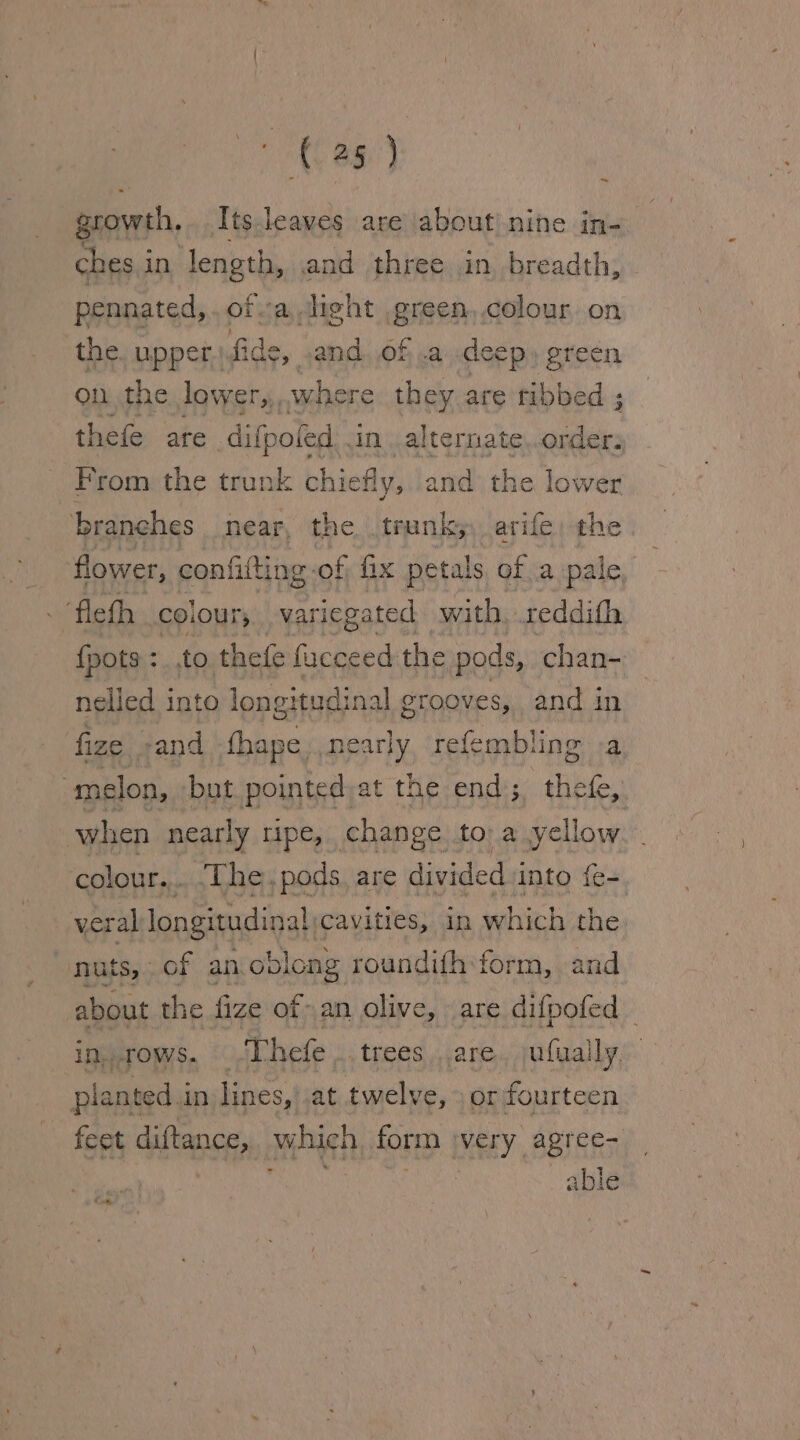 &gt; ag) growth. Its.leaves are about) nine in- Rai in ‘length, and three in breadth, ~ pennated, ofa, light .green,.colour on the. upper: Hide: 4 and. of wa deep» green on the lower,, where they are ribbed ; thefe are difpoled .in alternate order; From the trunk chiefly, and the lower branches near, the. trunk; arife, the flower, confit ing-of fix petals of a pale, ‘fleth colour, variegated with, reddifh {pots : :.,to thefe fucceed the pods, chan- nelied into longi tudinal grooves, and in fize sand fhape nearly refembling .a melon, but. pointed,at the end; thefe, when nearly ripe, change to a yellow colour... -The. pods. are divided into fe= yeral al longitudinal ‘Cavities, in which the nuts, of an oblong roundifh form, and as the fize ofan olive, are difpofed — in. rows. Thefe _trees..are.. jufually. planted in lines, at twelve, » or fourteen feet diftance, which form very agree- : able