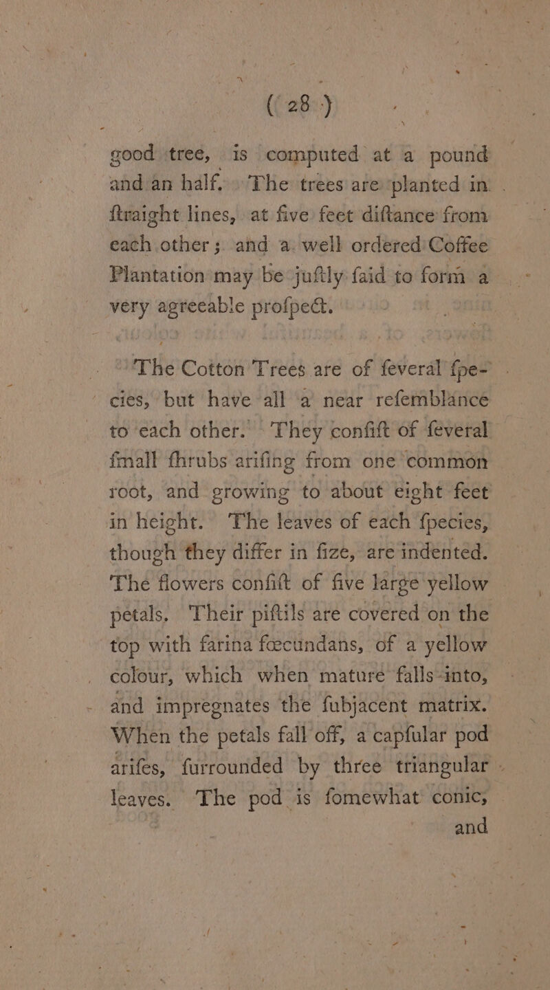 good ‘tree, is computed. at a pound and an hal f. The trees are planted in. . ftraight lines, at five feet diftance from each other; and a. well ordered’ Coffee Plantation may be juftly faid to form a very agreeable profped. | \ The Cotton Trees are of feveral’ iat cies, but have all a’ near refemblance to each other. They confift of feveral fmall fhrubs arifing from one common root, and growing to about eight feet in height. The leaves of each fpecies, though they differ in fize, are indented. The flowers confit of five large yellow — petals. Their piftils are covered on the top with farina feecundans, of a yellow colour, which when mature falls- into, and impregnates ‘the fubjacent matrix. When the petals fall off, a capfular pod arifes, furrounded by three triangular » leaves. The pod is fomewhat' conic, : and