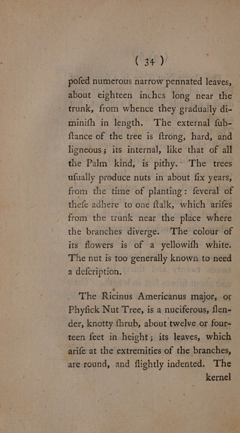 pofed numerous narrow pennated leaves, about eighteen inchcs long near the | trunk, from whence they gradually di- minifh in length. The external fub- {tance of the tree is ftrong, hard, and ligneous; its internal, like that of all the Palm kind, is pithy.- The trees ufually produce nuts in about fix years, from the time of planting: feveral of thefe adhere to one ftalk, which arifes from the trunk near the place where the branches diverge. ‘The colour of — its flowers is of a yellowifh white. The nut is too generally known to need a defcription. | TP hehBientt Americanus major, or Phyfick Nut Tree, is a nuciferous, flen- der, knotty fhrub, about twelve or four- teen feet in height; its leaves, which arife at the extremities of the branches, are round, and fh: ightly indented. The kernel