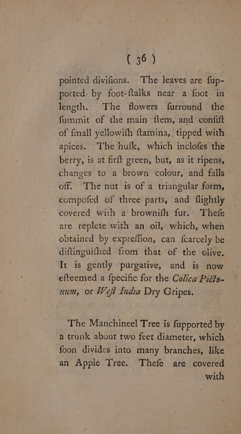 (330.7) pointed divifions. The leaves are fup- ported: by foot-ftalks near a foot in length. The flowers furround the fummit of the main ftem, and confift of {mall yellowith ftamina, | tipped with apices. ‘The hufk, which inclofes the berry, is at firft green, but, as it ripens, changes to a brown colour, and falls off. The nut is of a triangular form, compofed of three parts, and flightly eovered with a brownifh fur. Thefe are replete with an oil, which, when obtained by expreffion, can {carcely be diftinguifhed from that of the olive. Tt is gently purgative, and is now | efteemed a fpecific for the Colica'Pidfo- num, or Weft India Dry Gripes. The Manchineel Tree is fupported by a trunk about two feet diameter, which foon divides into many branches, like an Apple Tree. Thefe are covered with