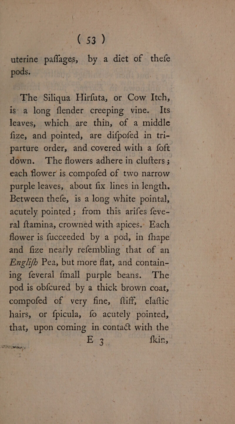 E33) uterine paflages, by a diet of thefe pods. The Siliqua Hirfuta, or Cow Itch, is- a long flender creeping vine. Its leaves, which are thin, of a middle fize, and pointed, are difpofed in tri- parture order, and covered with a {oft ‘down. The flowers adhere in clutters ; each flower is compofed of two narrow purple leaves, about fix lines in length. Between thefe, is a long white pointal, acutely pointed; from this arifes feve- ral ftamina, crowned with apices.: Each flower is fucceeded by a pod, in fhape and fize nearly refembling that of an Enghib Pea, but more flat, and contain- ing feveral {mall purple beans. The pod is obfcured by a thick brown coat, compofed of very fine, ftiff, elaftic hairs, or fpicula, fo acutely pointed, that, upon coming in contact with the ee fkir, ¢- !