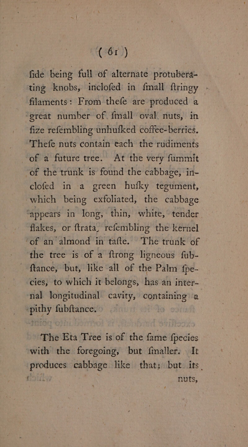 (S61 }) fide being full of alternate protubera- ting knobs, inclofed in {mall ftringy . filaments: From thefe are produced a ‘great number of. {mall oval. nuts, in fize refembling unhuiked coffee-berries. Thefe nuts contain each the rudiments ‘of a future tree. At the very fummit ‘of the trunk is found the cabbage, in- clofed in a green hufky tegument, which being exfoliated, the cabbage “appears in long, thin, white, tender flakes, or ftrata, refembling the kernel ‘of an almond in tafte. The trunk of the tree is of a ftrong ligneous fab- ftance, but, like all of the Palm fpe- cies, to which it belongs, has an inter- ‘nal longitudinal cavity, containing a ‘pithy fubftance. The Eta Tree is of the fame {pecies with the foregoing, but finaller. It produces cabbage hike that; but. its. fi nuts,