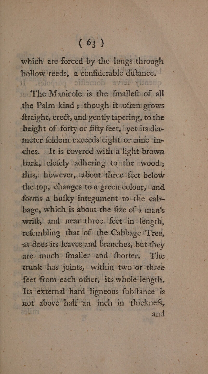 ae which are forced by the lungs through hollow a? a ‘confiderable Sg i | The tanteate eit Gnallest.of ail the Palm kind ;though: itvoften: grows ftraight, erect, andgen tly tapering, to the height of sforty)or fifty feet, :yetvitsidia- meter feldom exceeds eight. orsnine in- ches. It is covered with alight brawn bark, \clofely adhering tothe wood); this,: however, :about three fect below the top, changes 'to.a:green colour, and forms a hufky integument to the cab. ‘bage, which is about the fize of a ‘man’s wrilt,, and: nearthree. feet in length, refembling that ‘of ‘the Cabbage “Tree, as does its leavesand branches, but they are-much fmaller and fhorter; The trunk ‘has joints, within two or three feet ftom ‘each other, its whole length. ‘¥ts external hard ligneous fubftance is not above ‘half an inch in thicknefs, ey : and